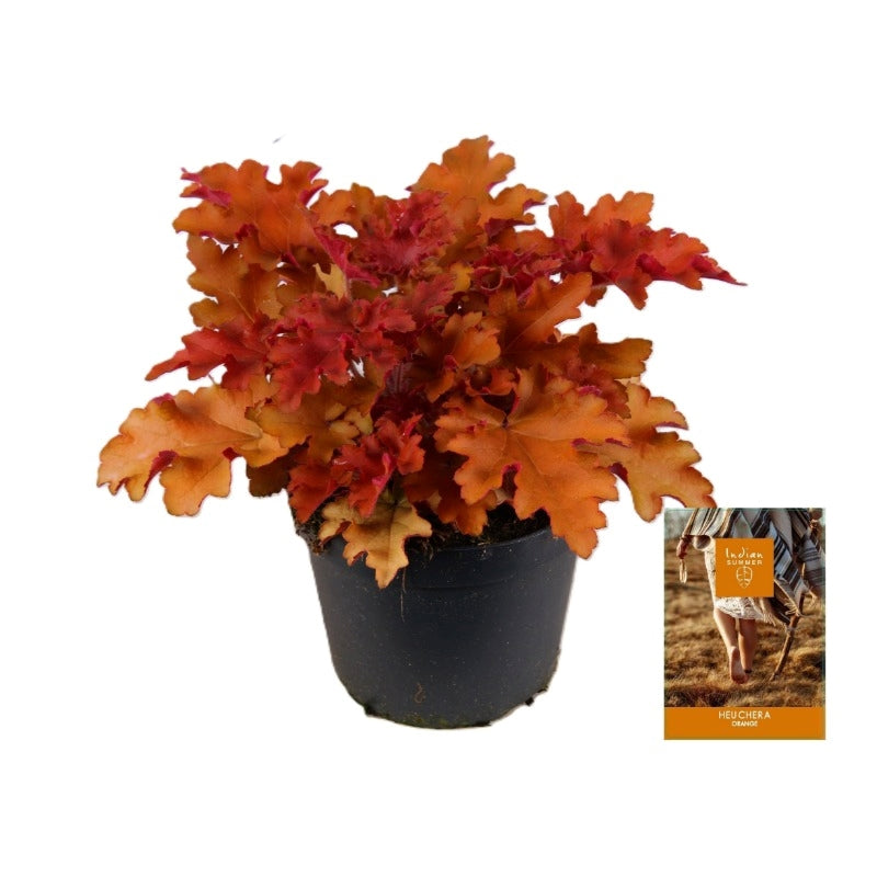 Heuchera Indian Summer orange 25cm 15cm Pot