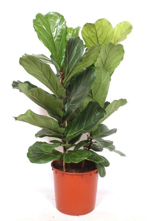 Ficus lyrata 130cm 34cm Pot
