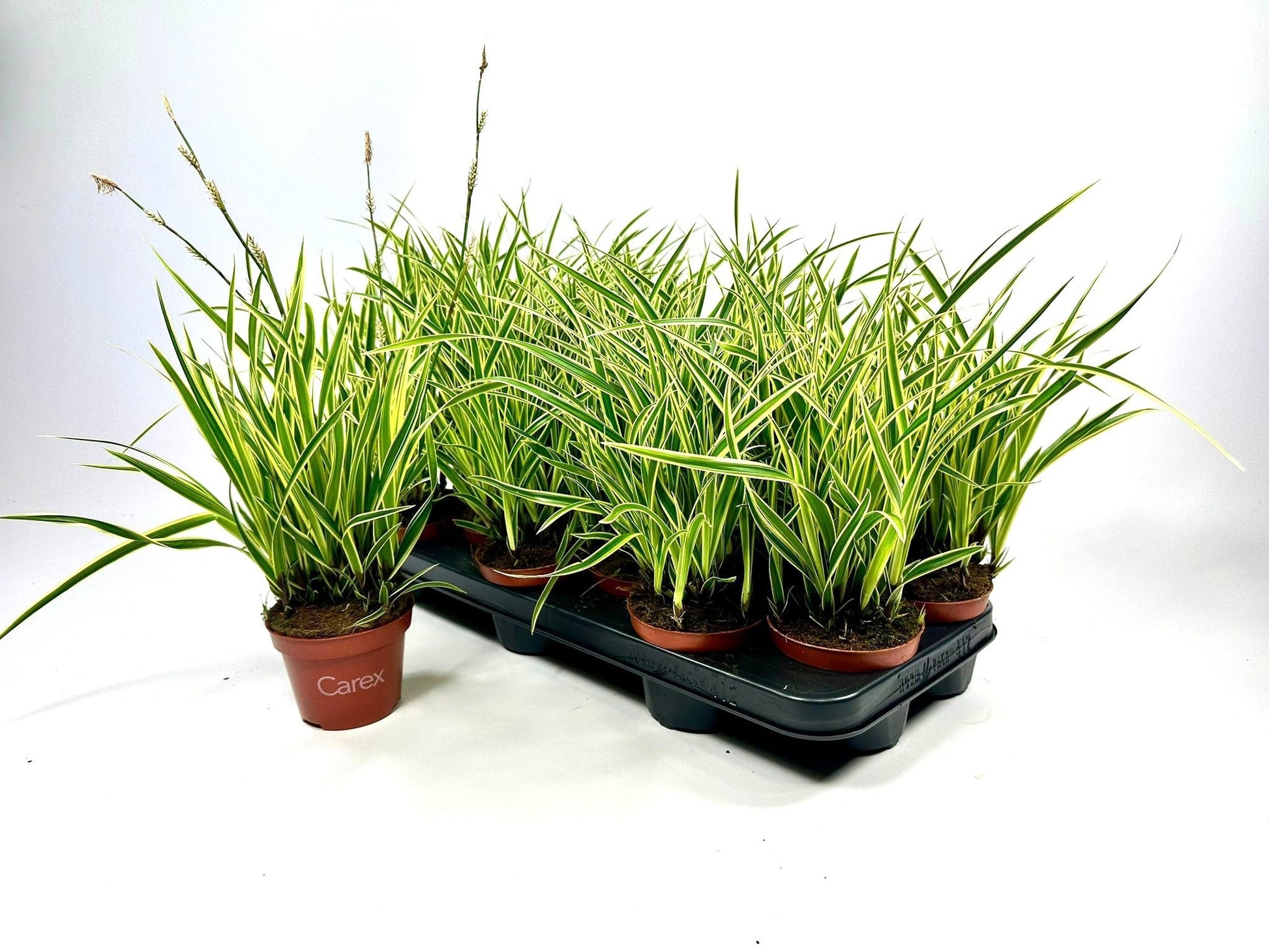 Dekkers Potcultures, Thijs Carex morrowii Pack of 12