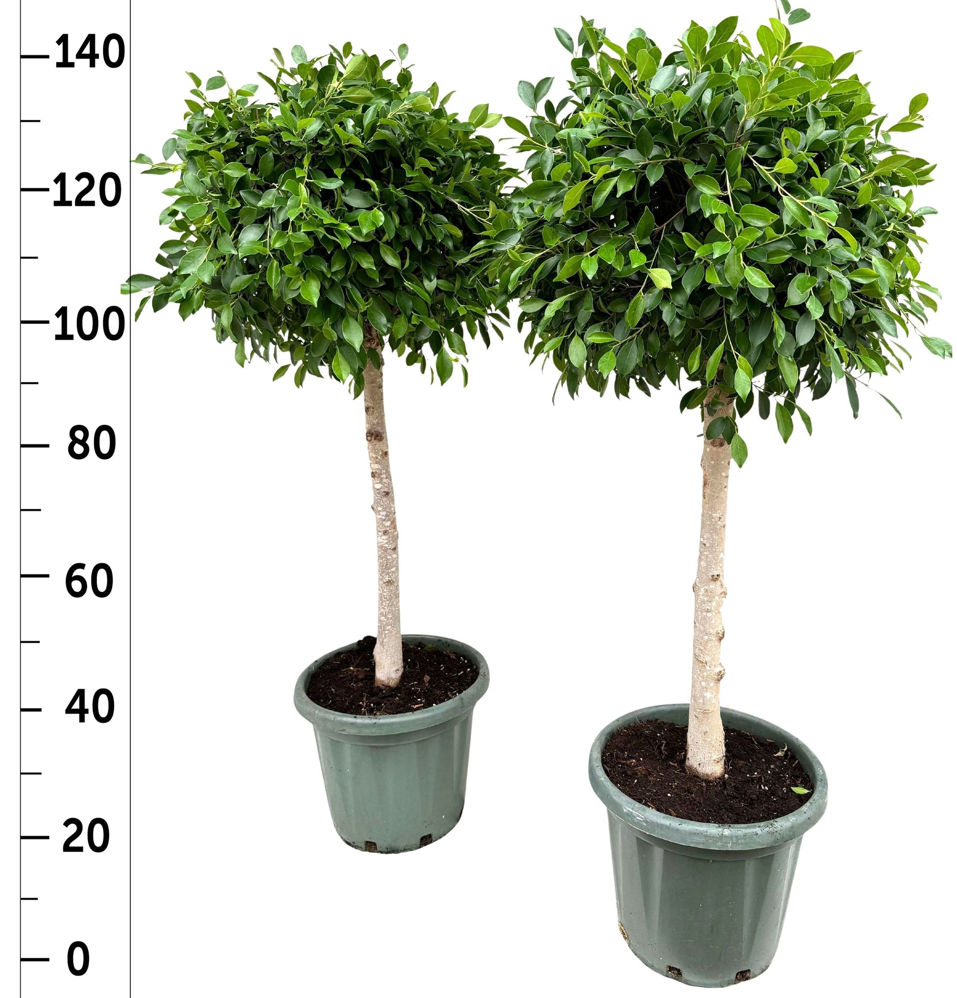 Ficus microcarpa 150cm 33cm Pot