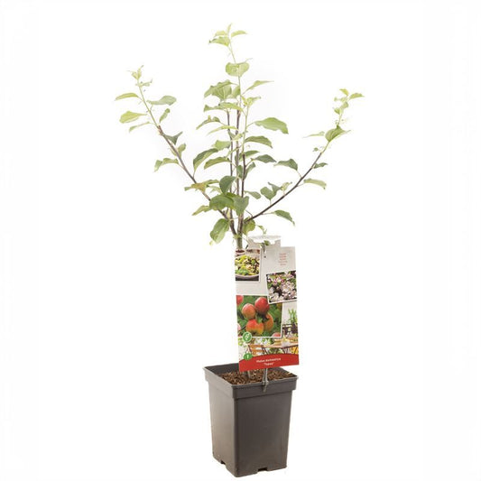 Malus domestica Topaz Patio 90cm 18cm Pot
