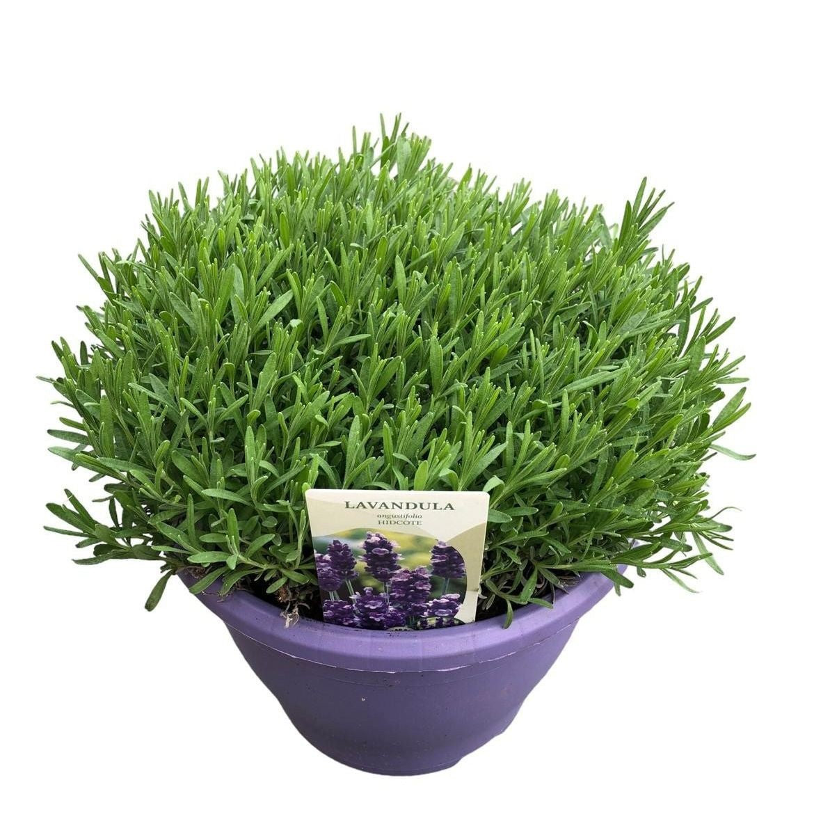 Lavandula Hidcote 50cm 23cm Pot