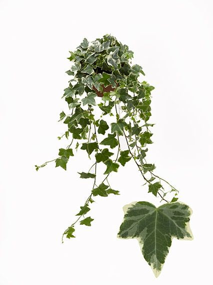 Hedera helix Eva 13cm Pot