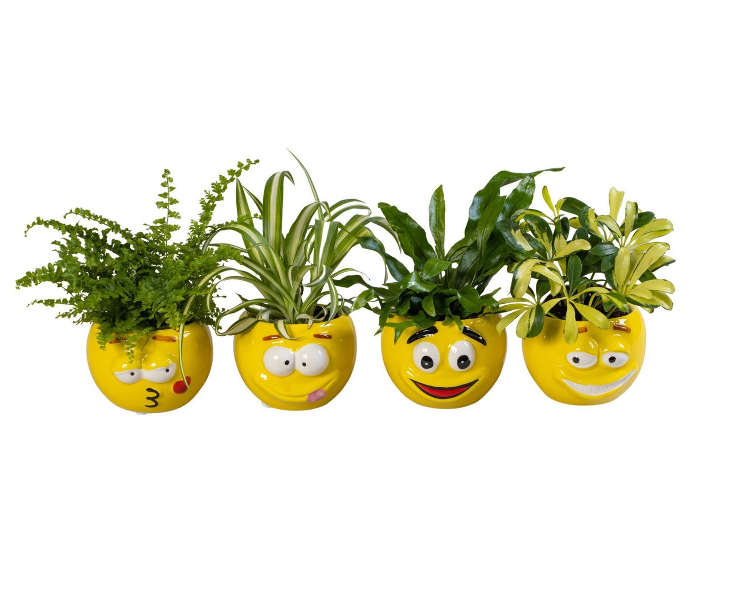Foliage mix in funny face pots