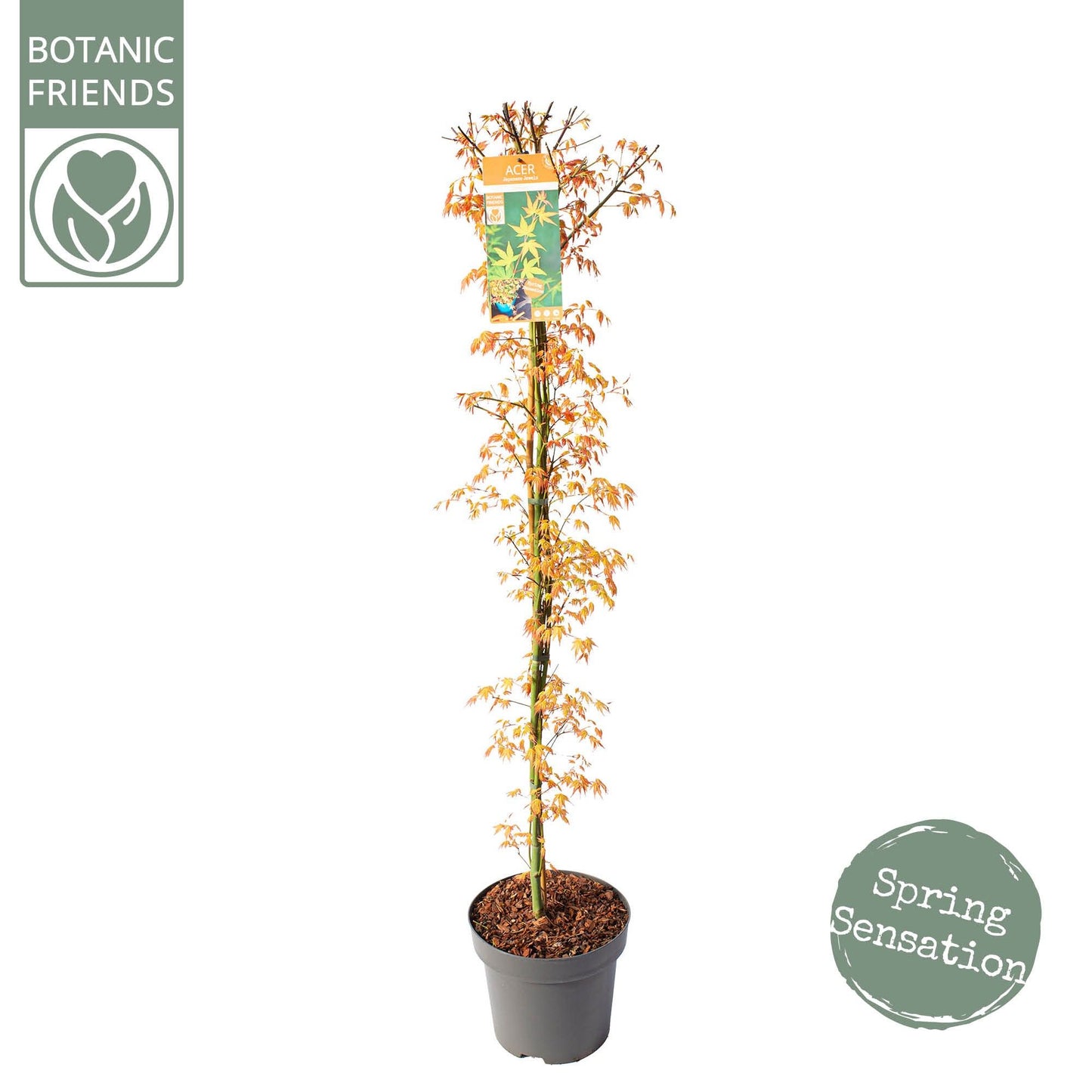 Acer palm. Katsura 175cm 30cm Pot
