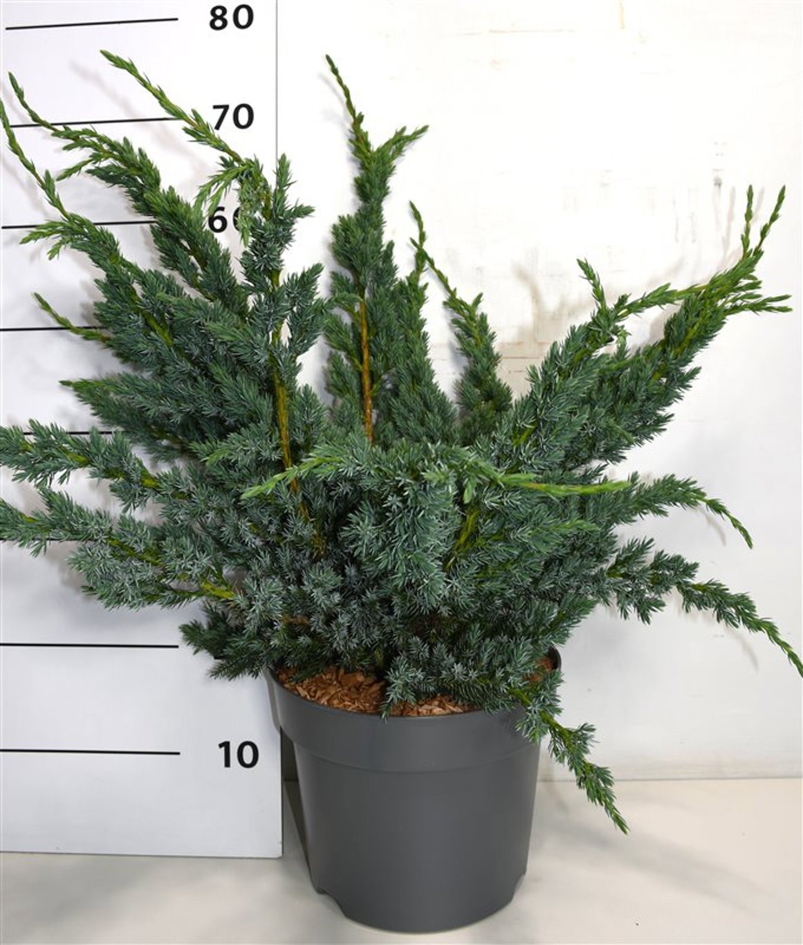 Juniperus squ. Meyeri 50cm 26cm Pot