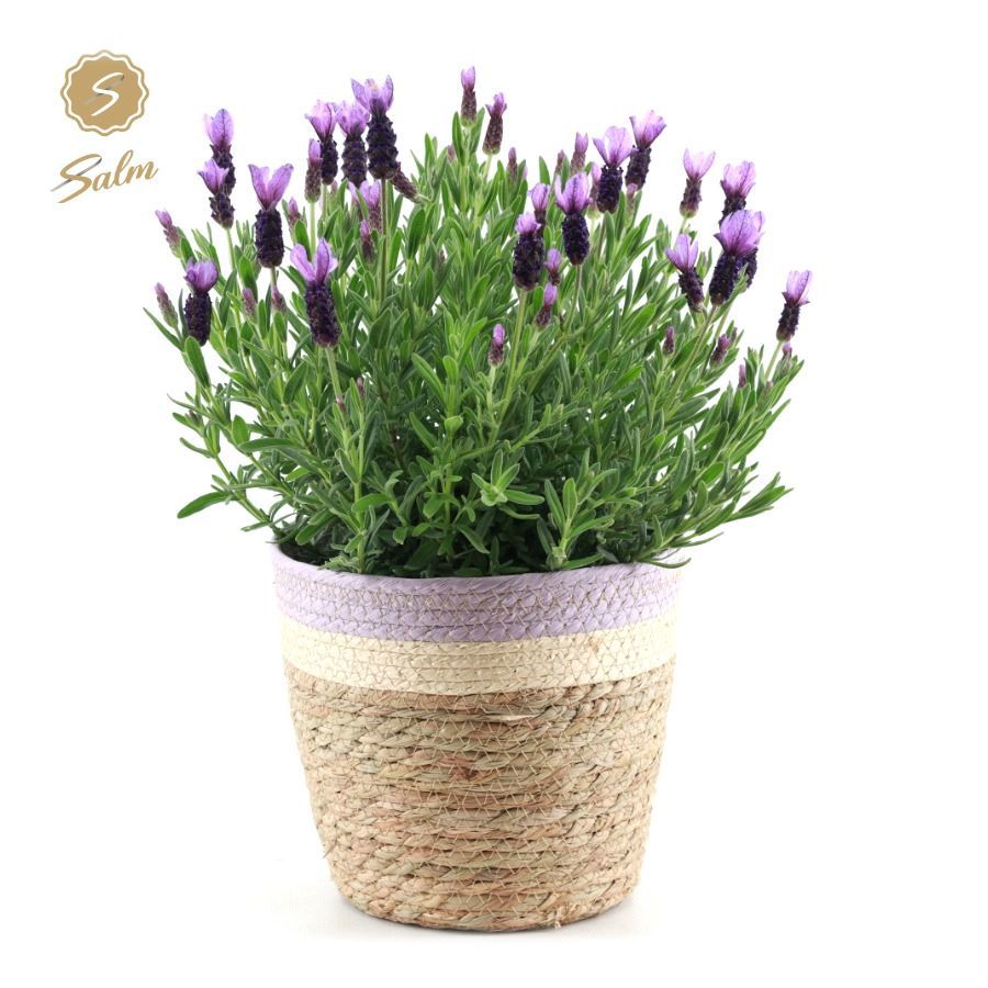 Lavander stoechas Anouk 44cm 21cm Pot