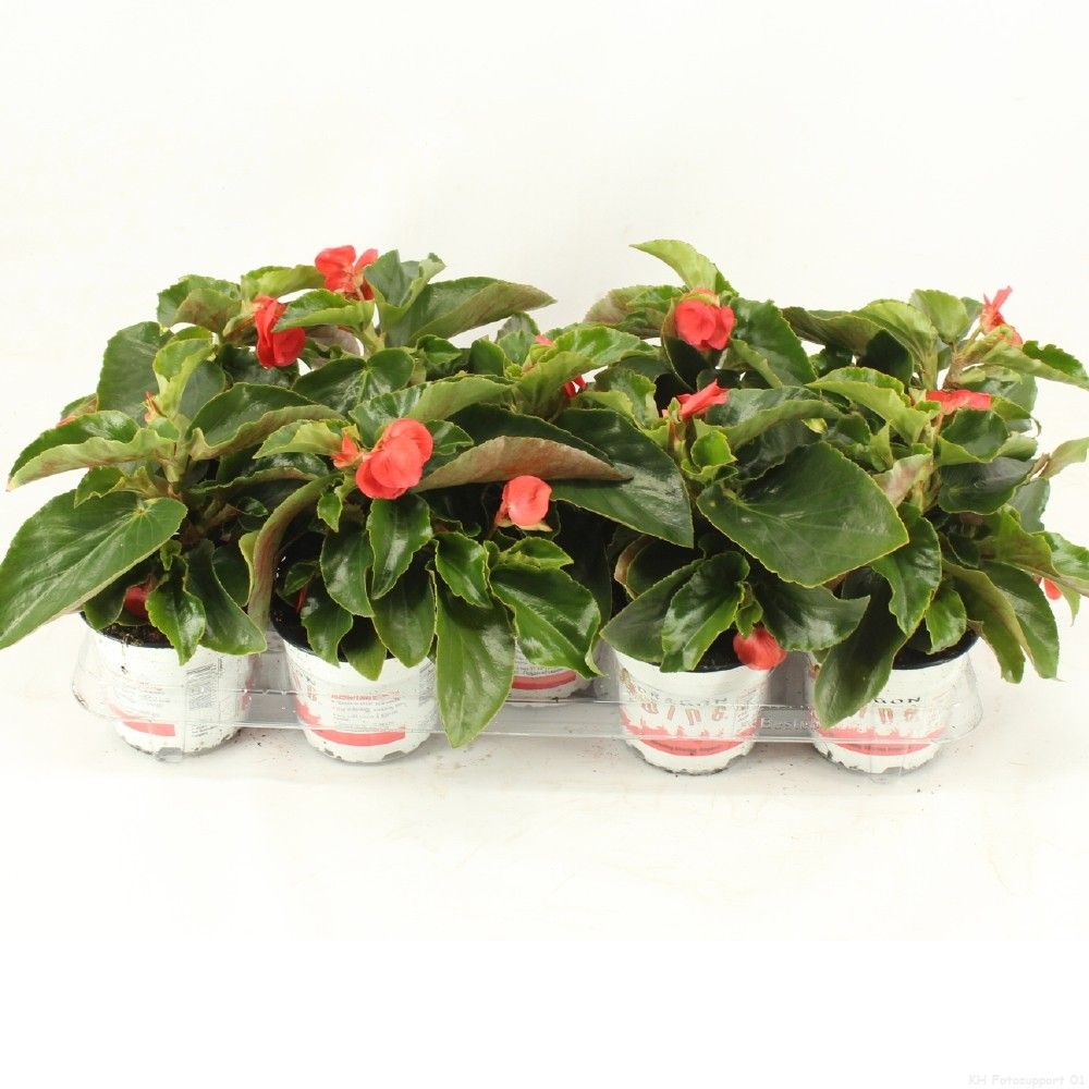 Begonia Dragon Wing Red 25cm 12cm Pot