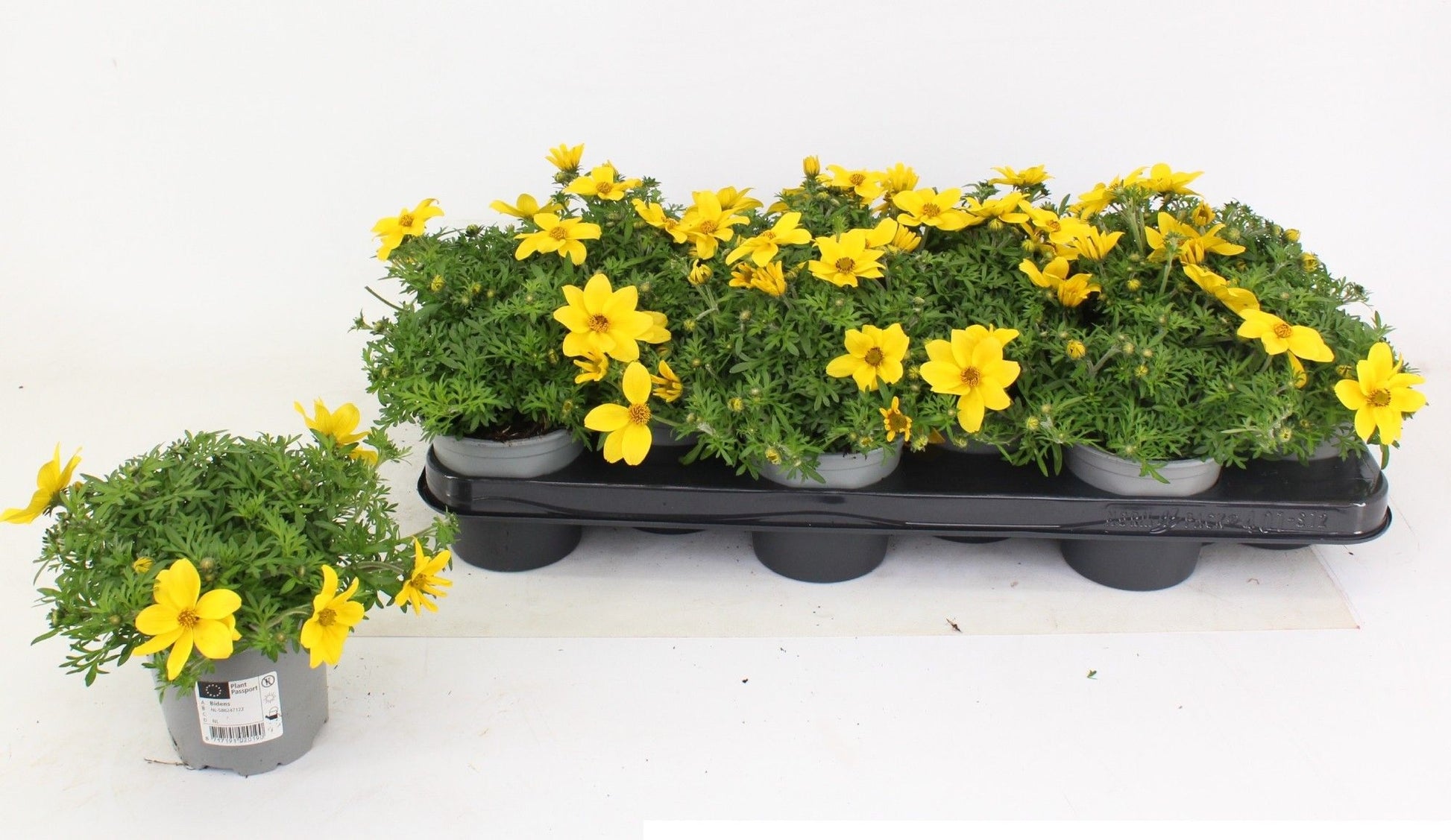 Bidens Yellow Charm 15cm 510cm Pot