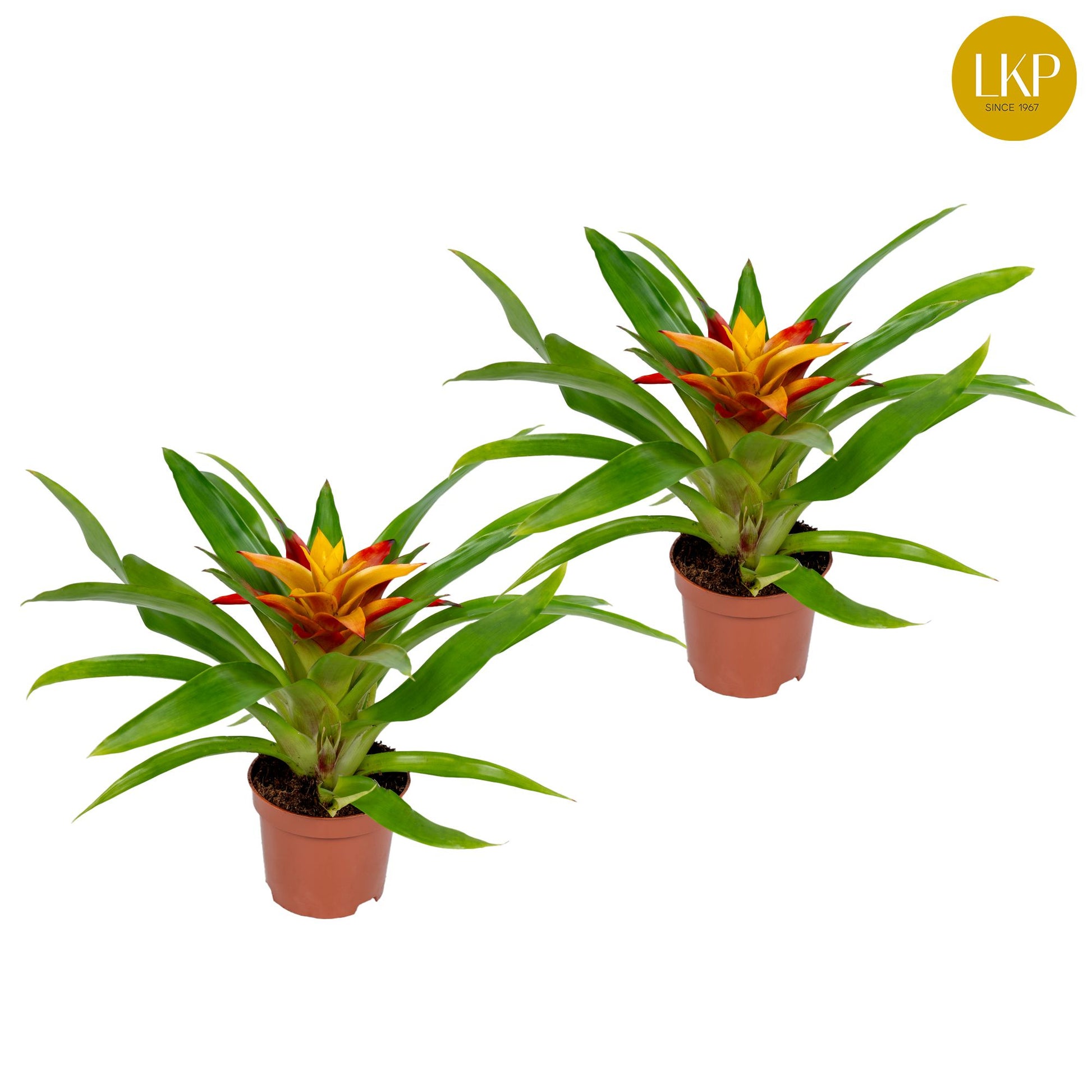 Guzmania Flava 30cm 9cm Pot