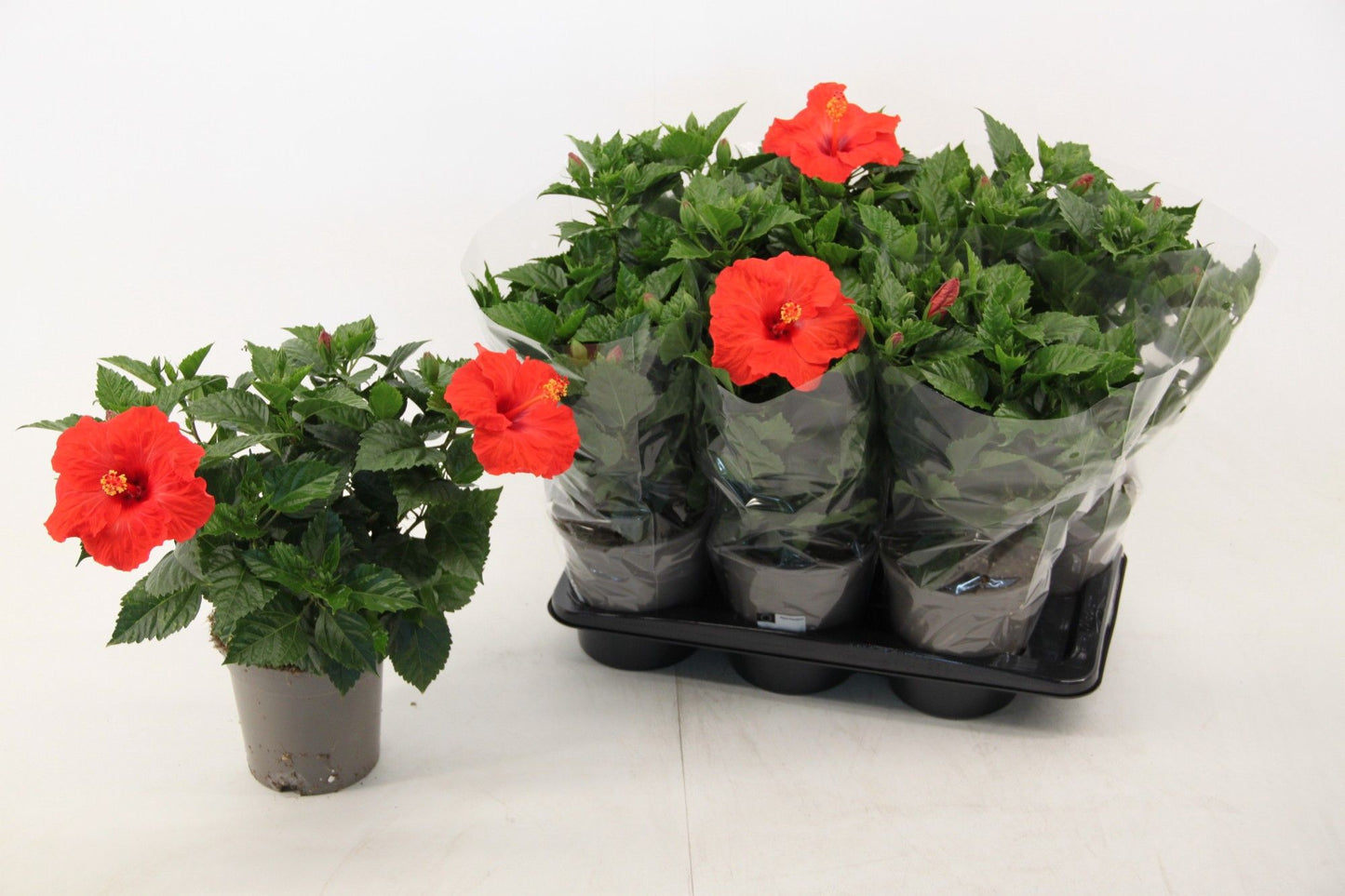 Hibiscus rosa-sinesis Bordeaux 50cm 17cm Pot