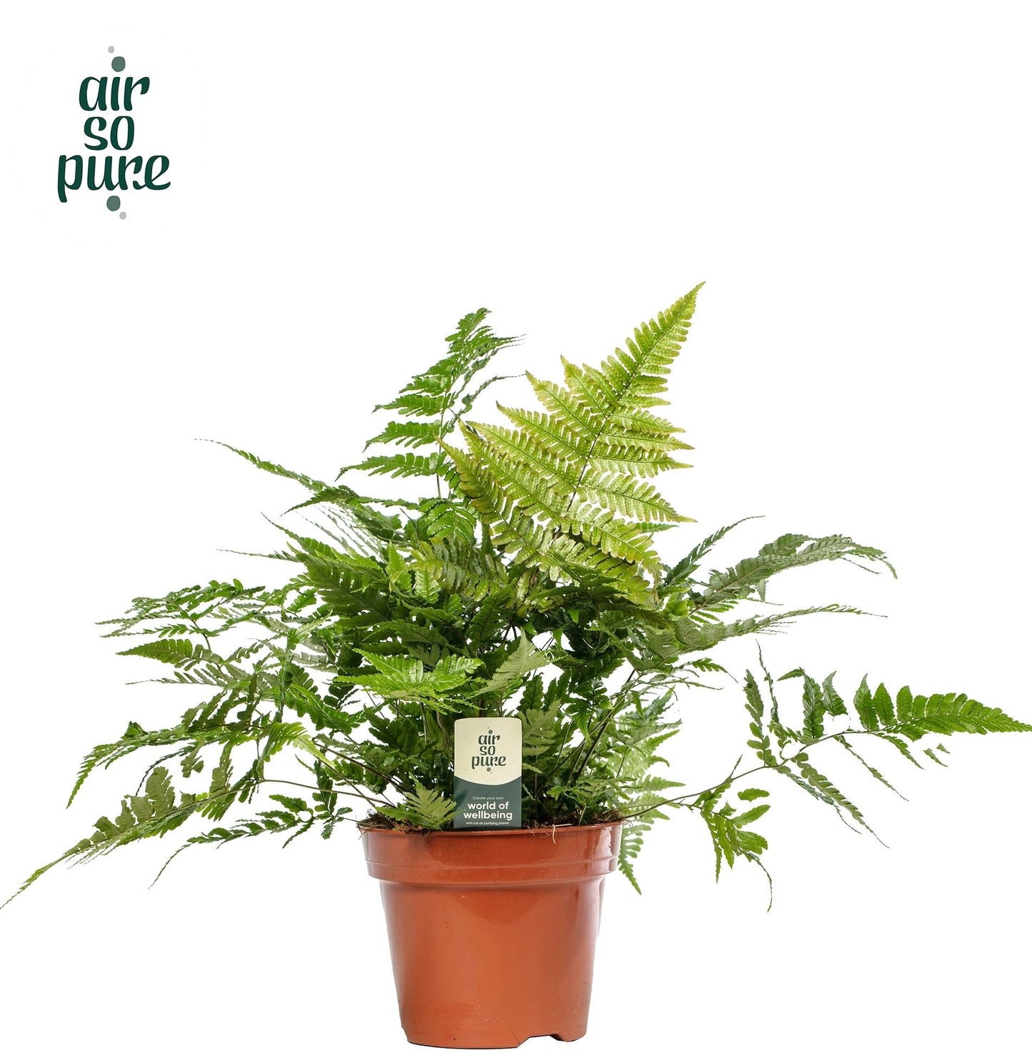 Dryopteris erythrosora 50cm 17cm Pot