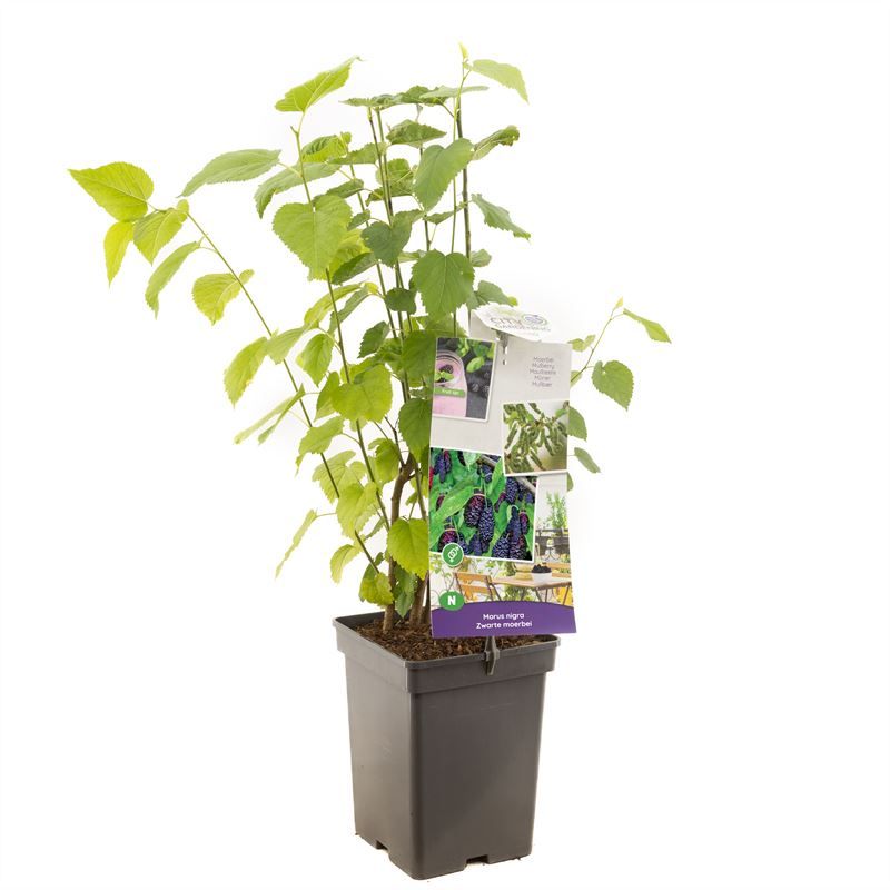 Morus nigra 90cm 18cm Pot