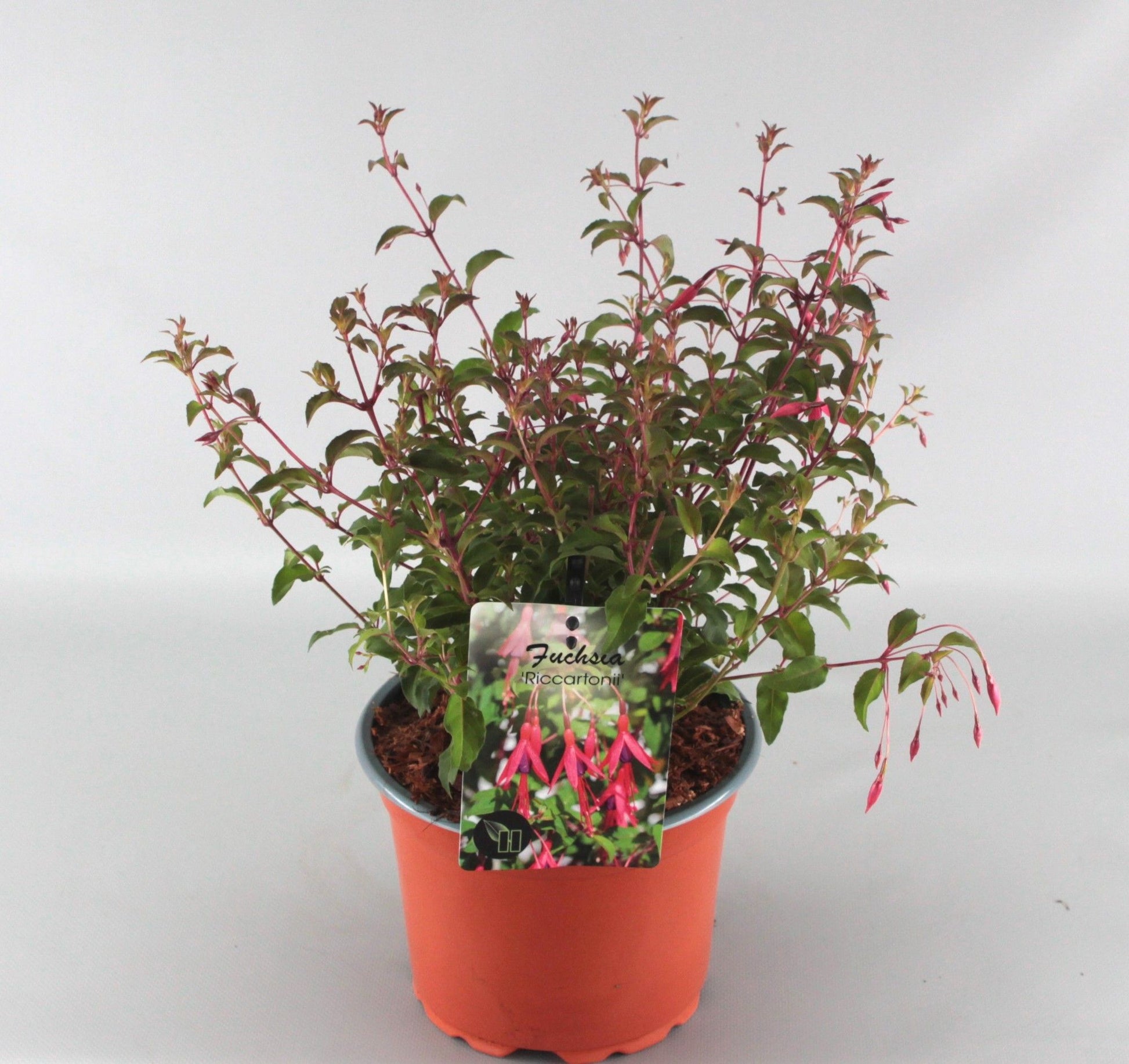 Fuchsia mix 30cm 17cm Pot