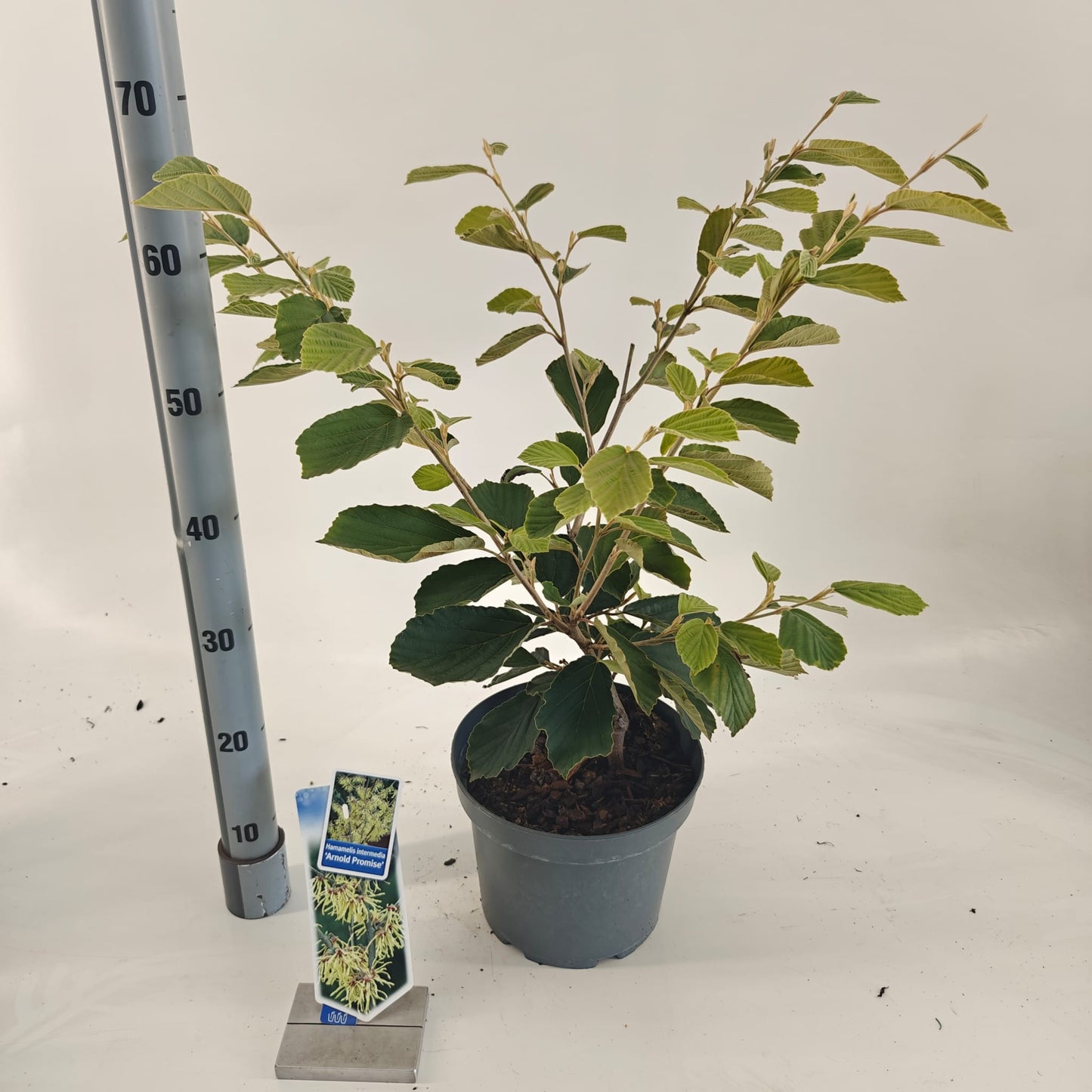 Hamamelis int. Arnold Promise 70cm 23cm Pot