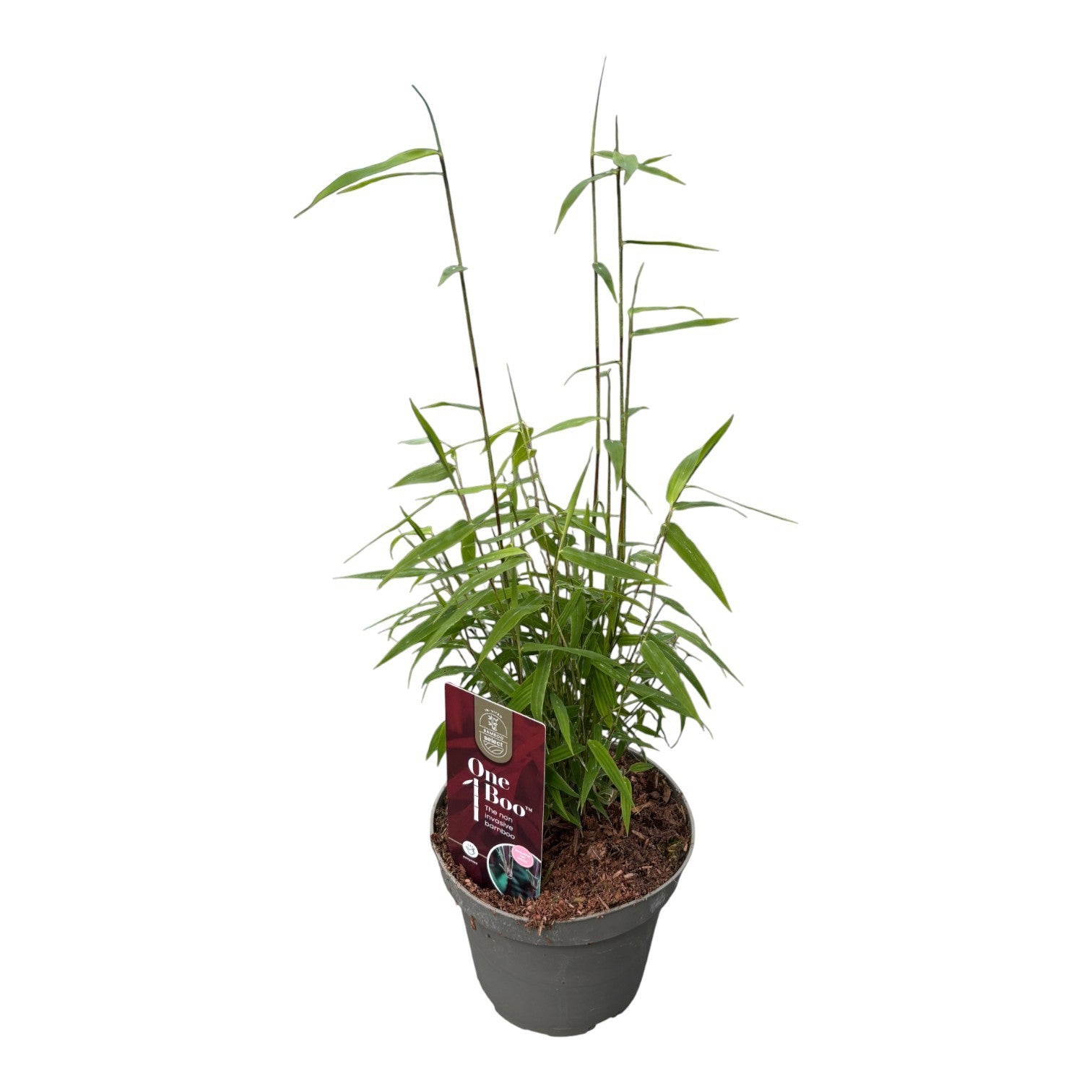 Fargesia Jiuzhaigou 1 30cm 14cm Pot