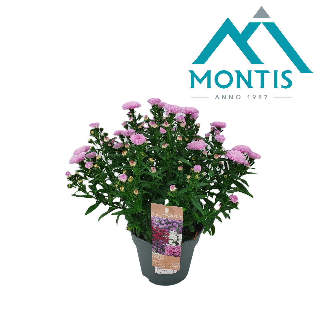Aster nb. Showmakers Pretty Pink 25cm 14cm Pot