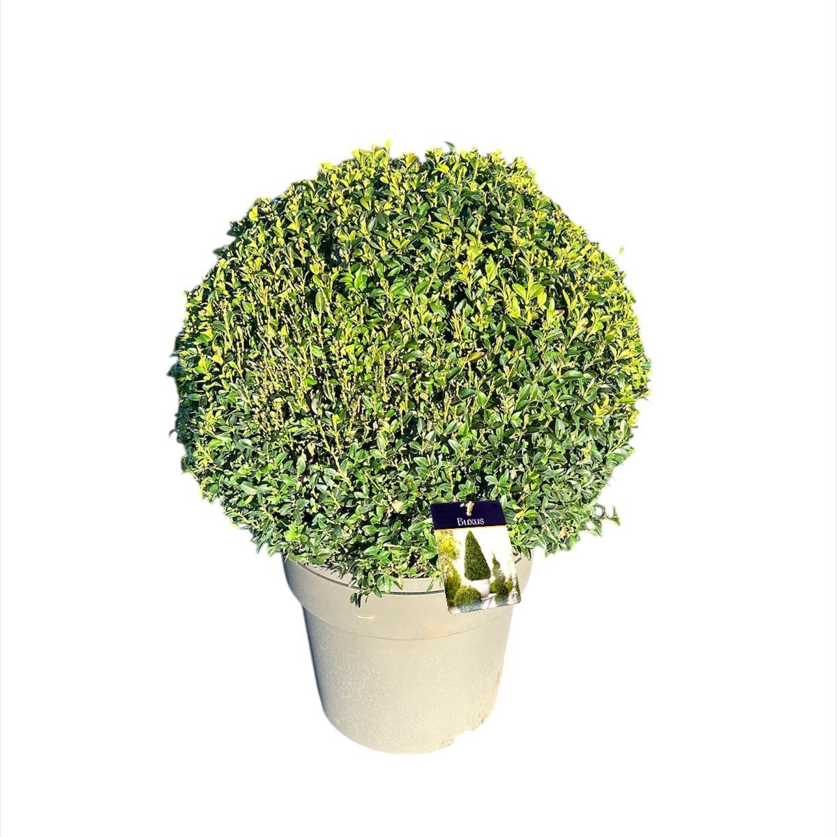 Buxus sempervirens ball 65cm 35cm Pot