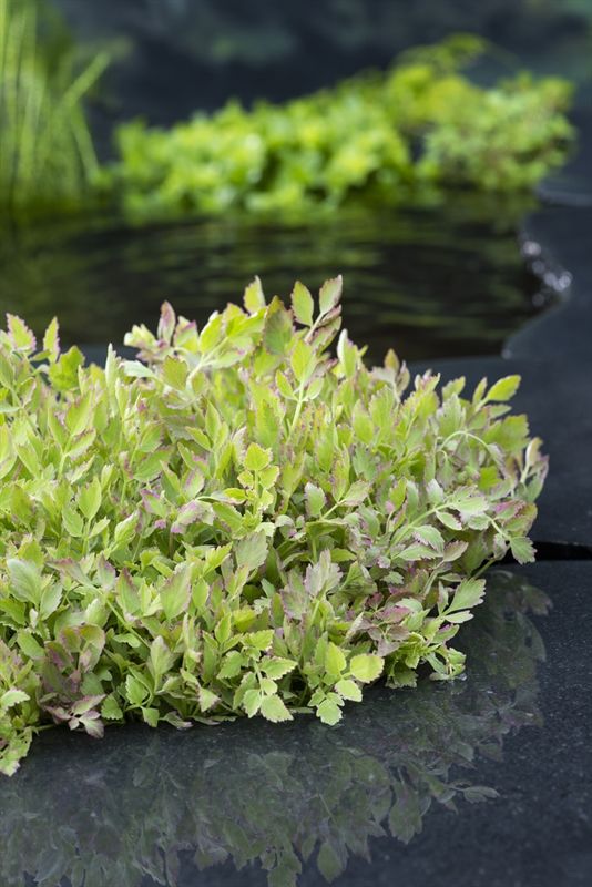 Oenanthe Flamingo 20cm 9cm Pot