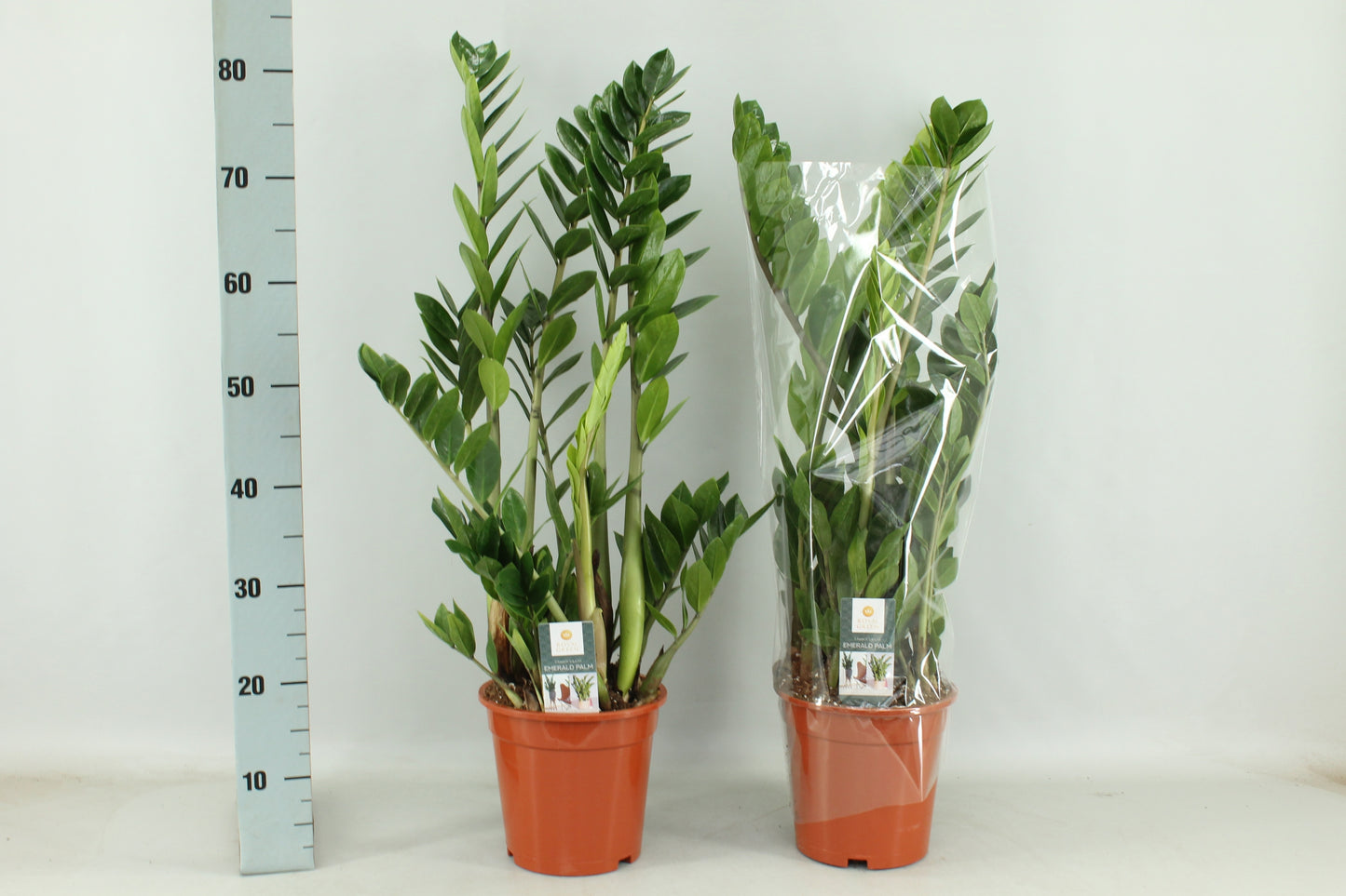 Winden Erica BV Zamioculcas zamiifolia Pack of 1