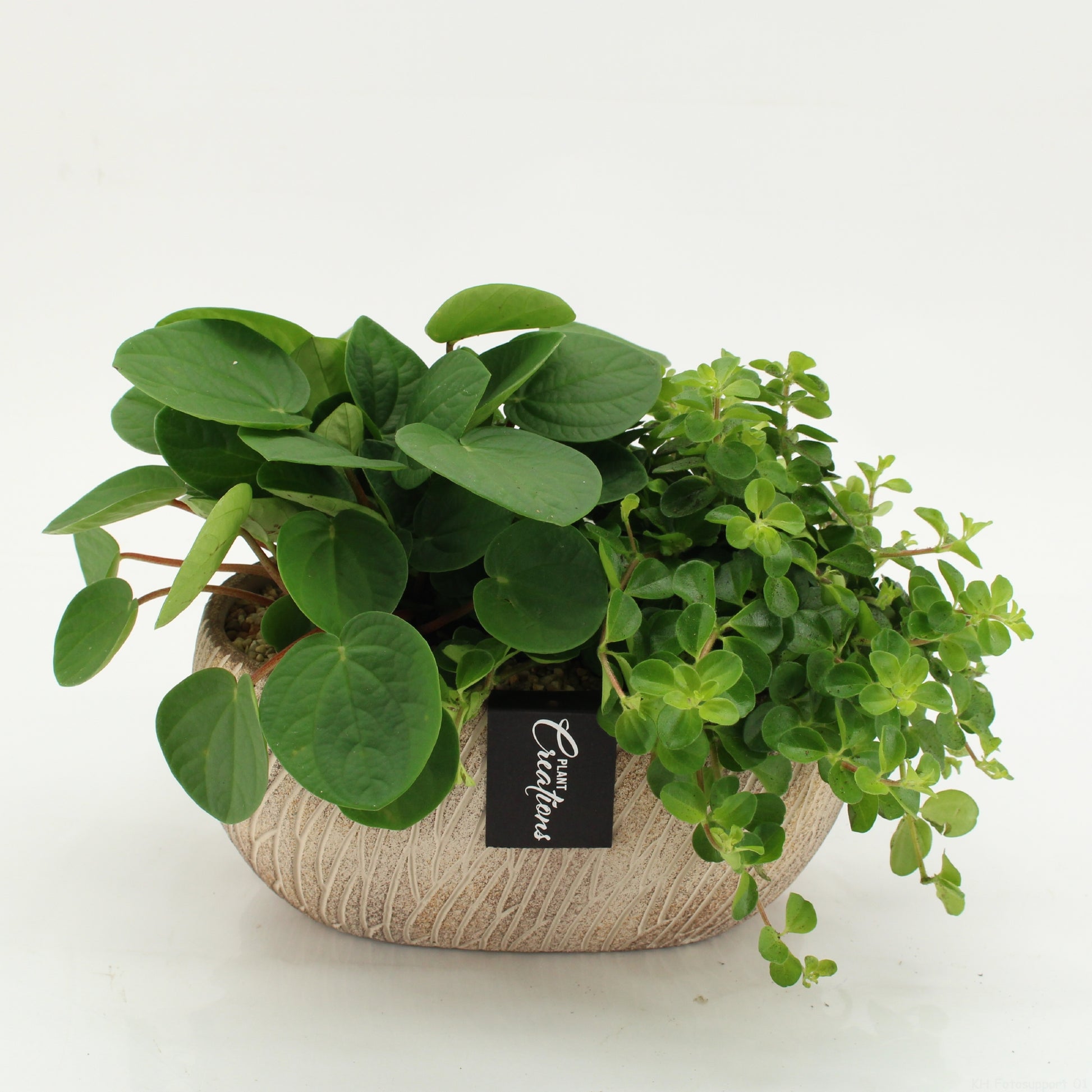 arr. Kamerplanten GRCR-2626 20cm 23cm Pot