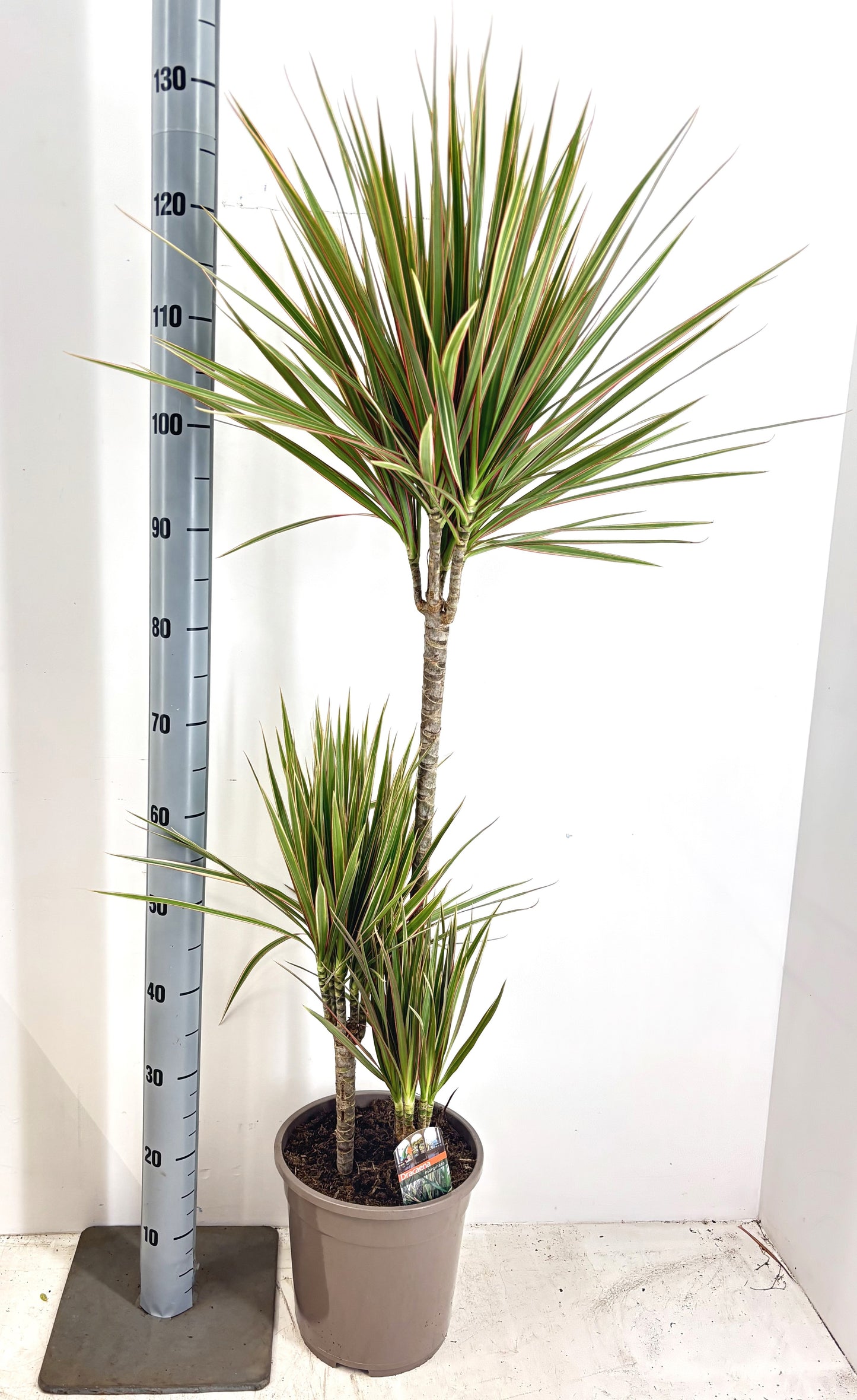 Dracaena Bicolor 130cm 24cm Pot
