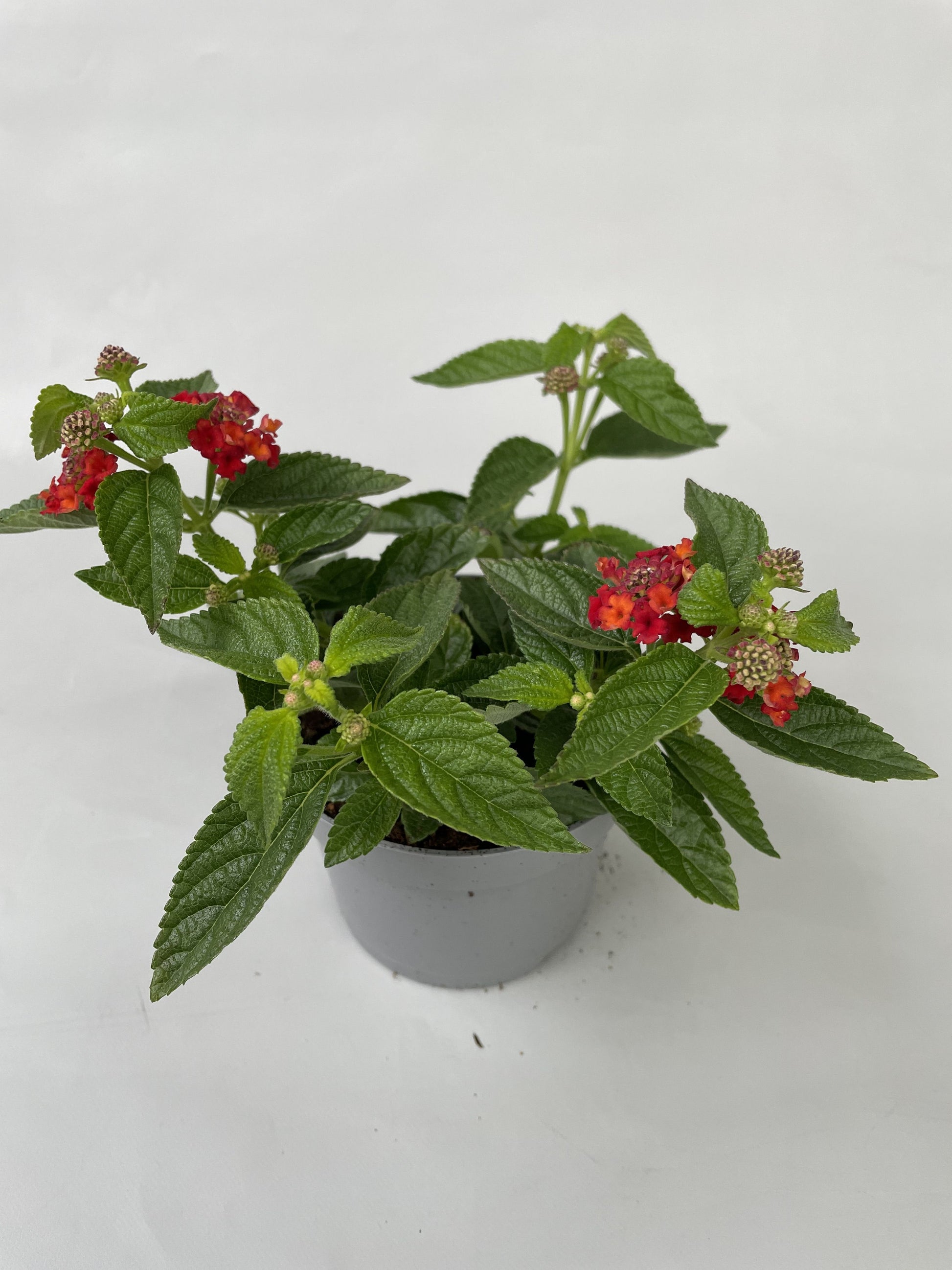 Lantana Simon Orange 22cm 510cm Pot