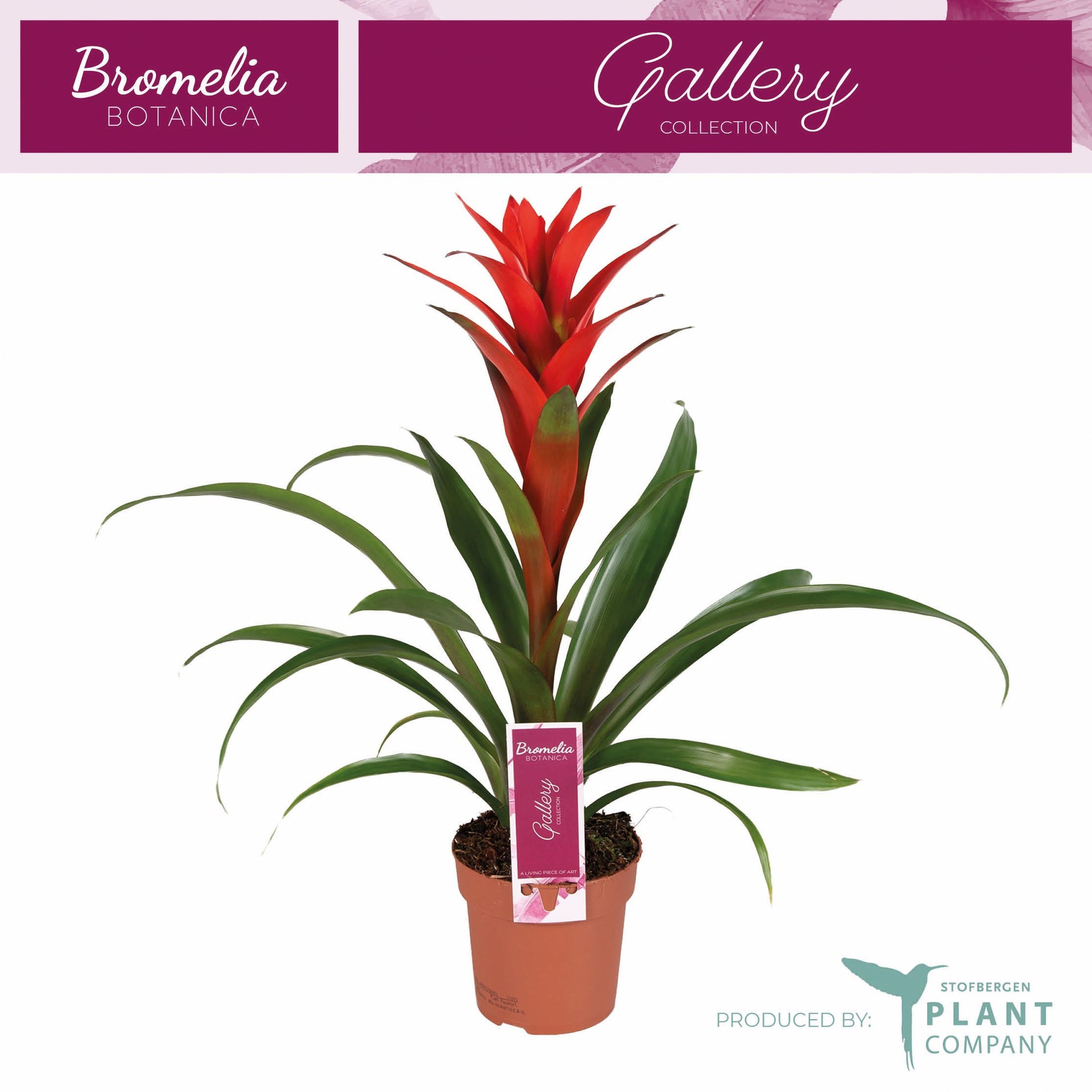 Guzmania Ostara 45cm 12cm Pot