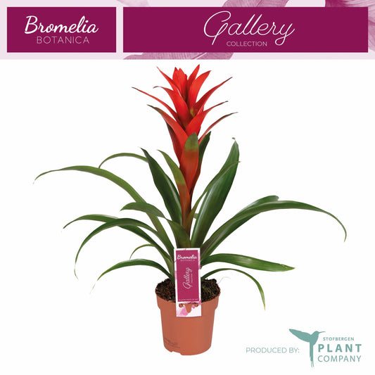 Guzmania Ostara 45cm 12cm Pot