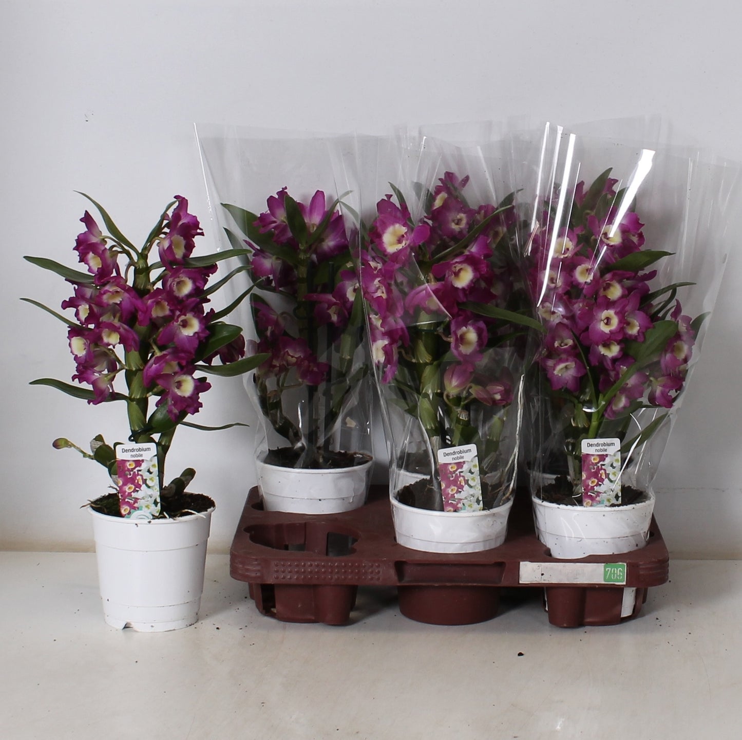 Dendrobium nobile 40cm 12cm Pot