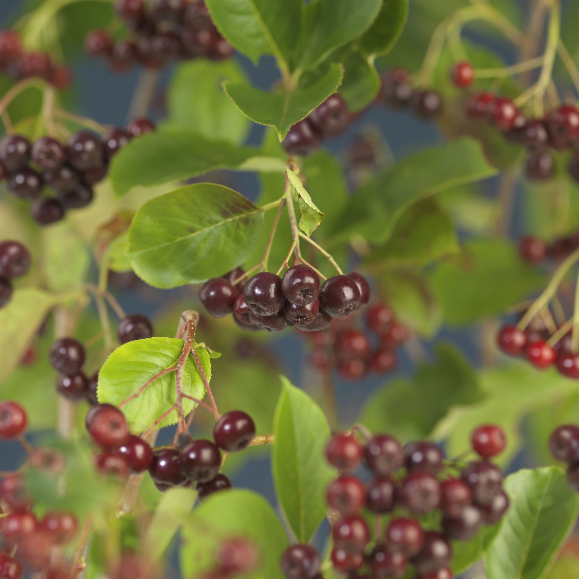 Aronia Viking (Black Grape) 75cm 17cm Pot