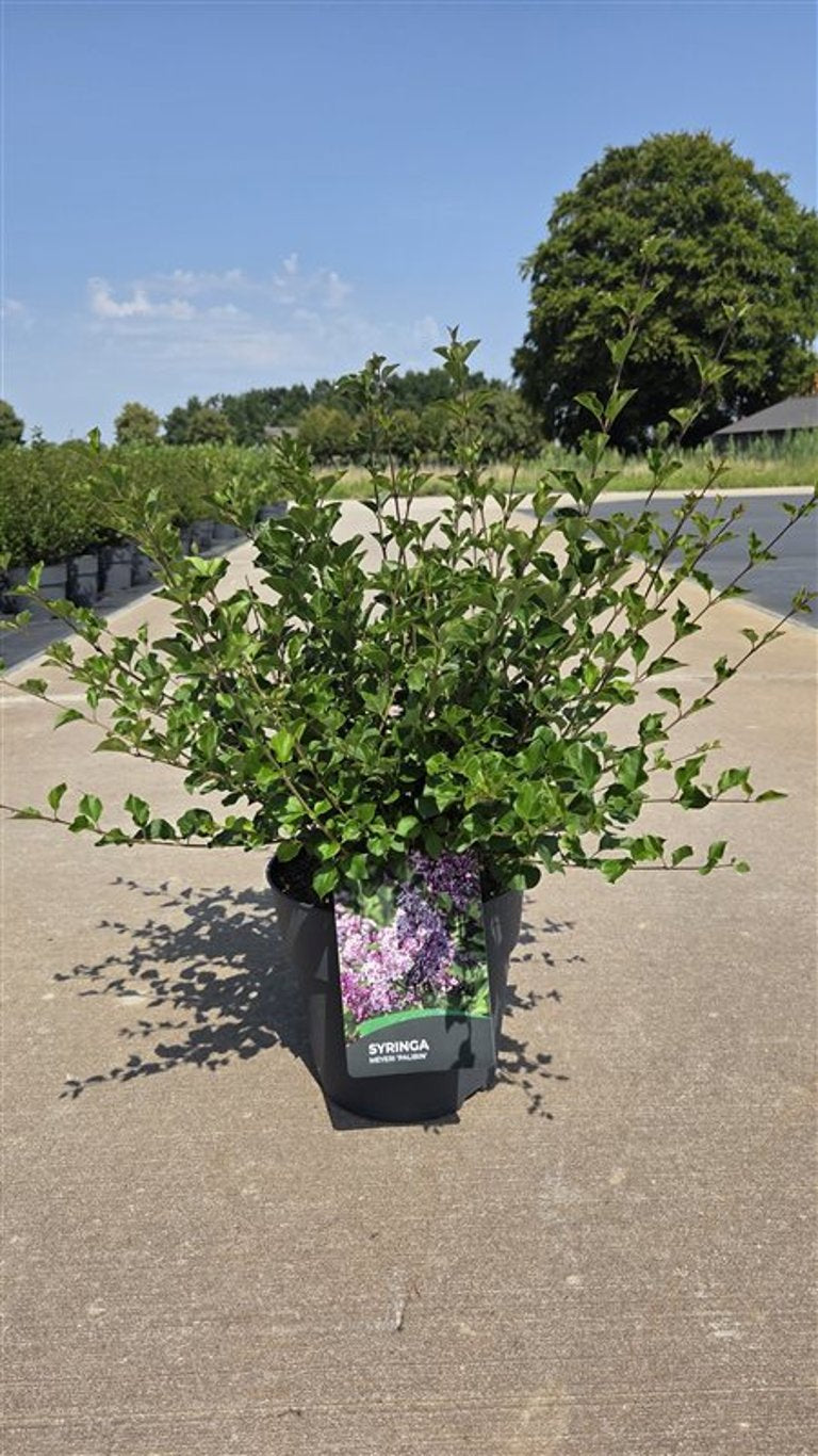 Syringa meyeri Palibin 65cm 27cm Pot