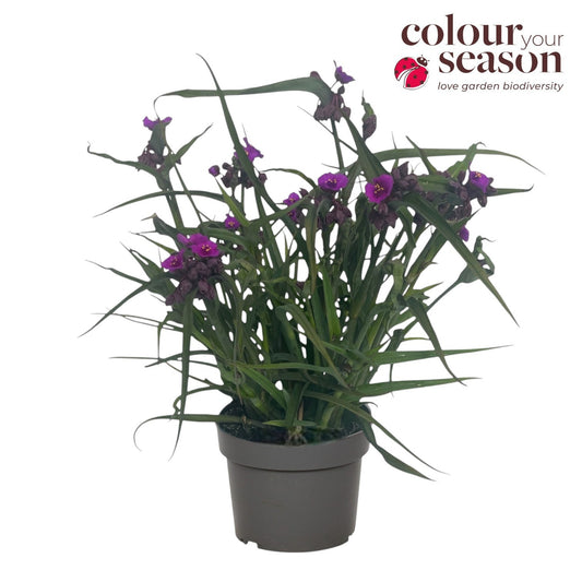 Tradescantia and. Brainstorm 40cm 19cm Pot
