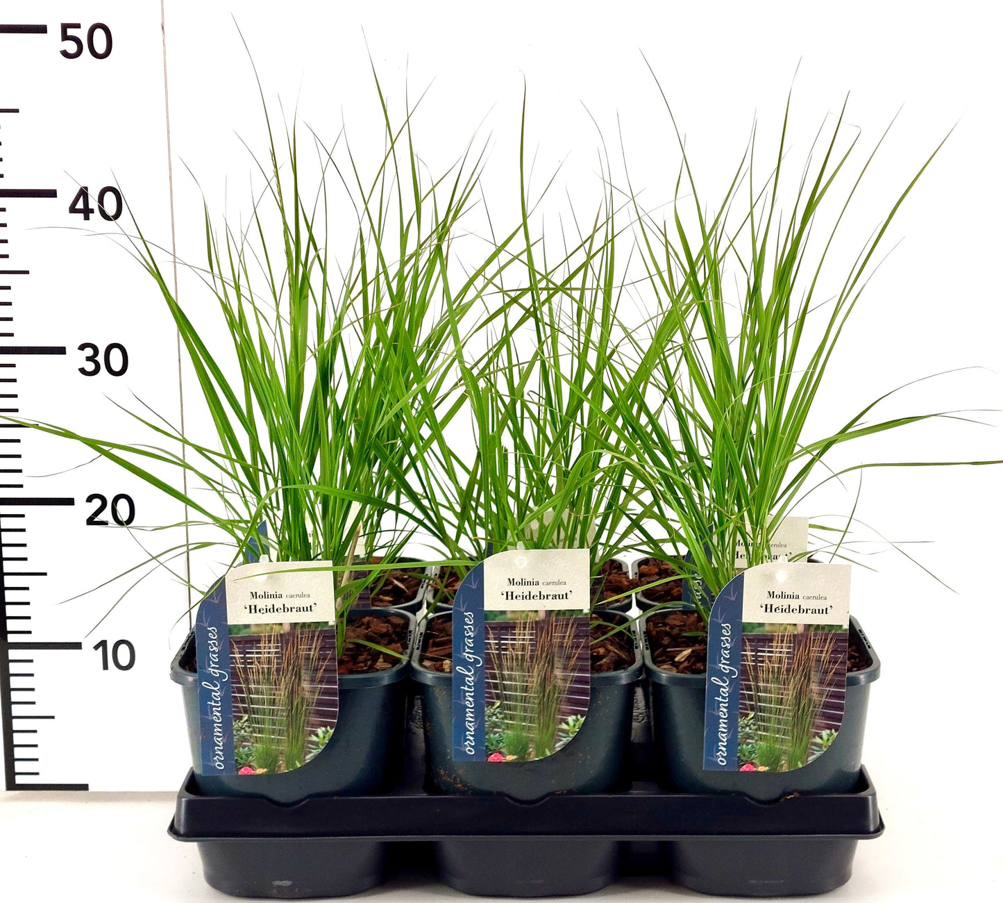 Molinia cae. Heidebraut 15cm 17cm Pot