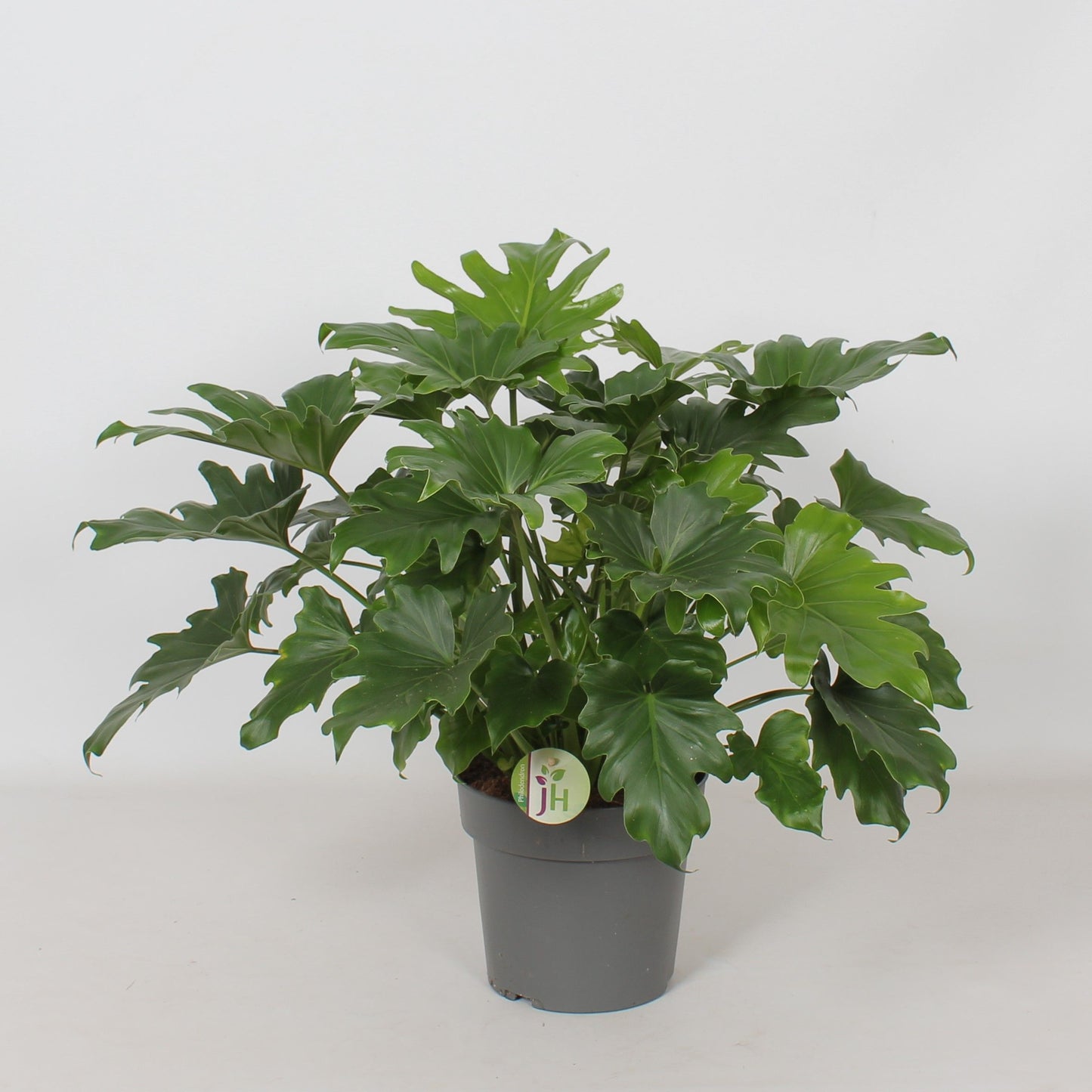 Philodendron Little Hope 55cm 21cm Pot