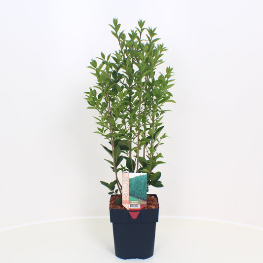 Ligustrum ovalifolium 50cm 17cm Pot