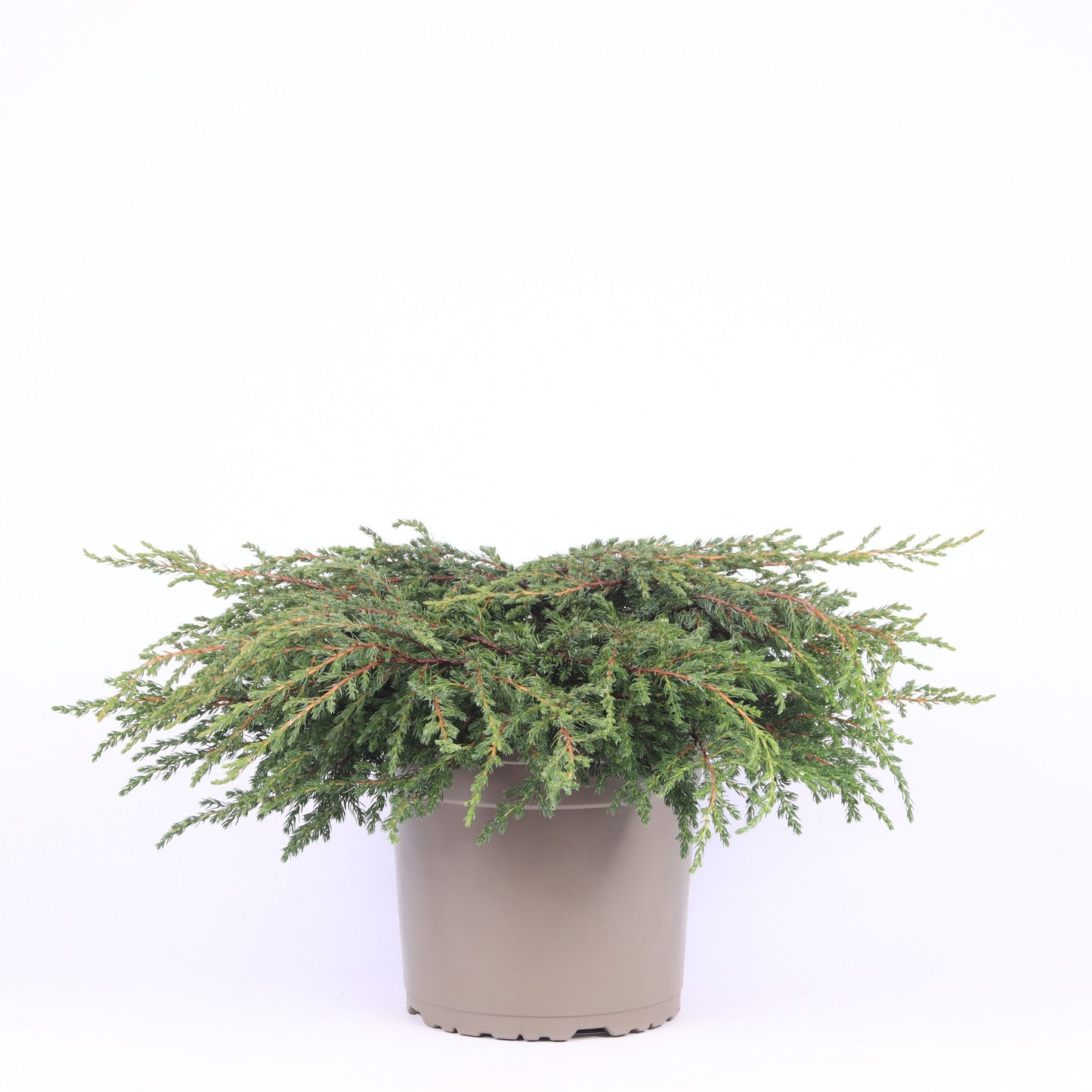 Juniperus com. Repanda 40cm 23cm Pot