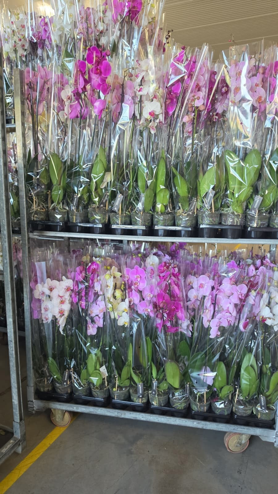 Phalaenopsis mix A2 85cm 12cm Pot