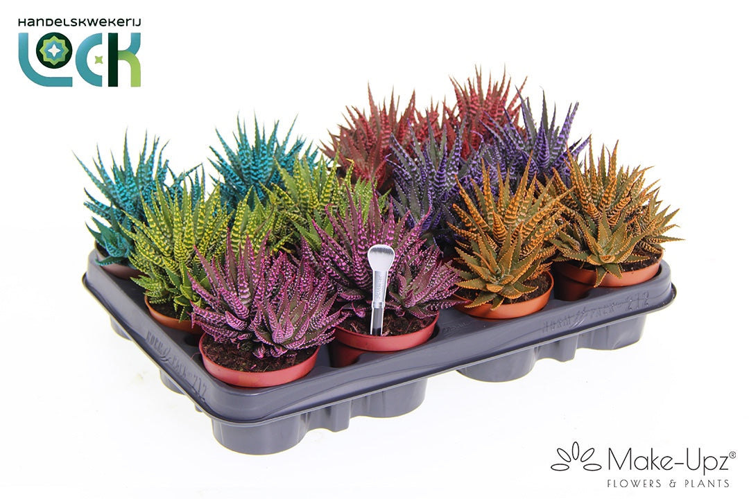 Haworthia Big Band Make Upz mix 10cm Special Pot (508)