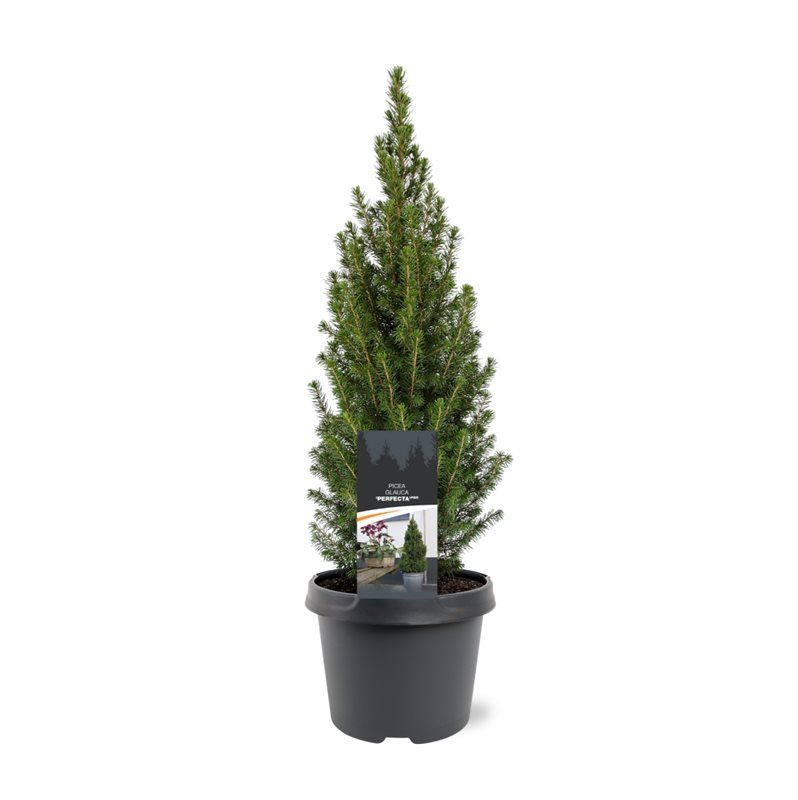 Picea glauca Perfecta 45cm 19cm Pot