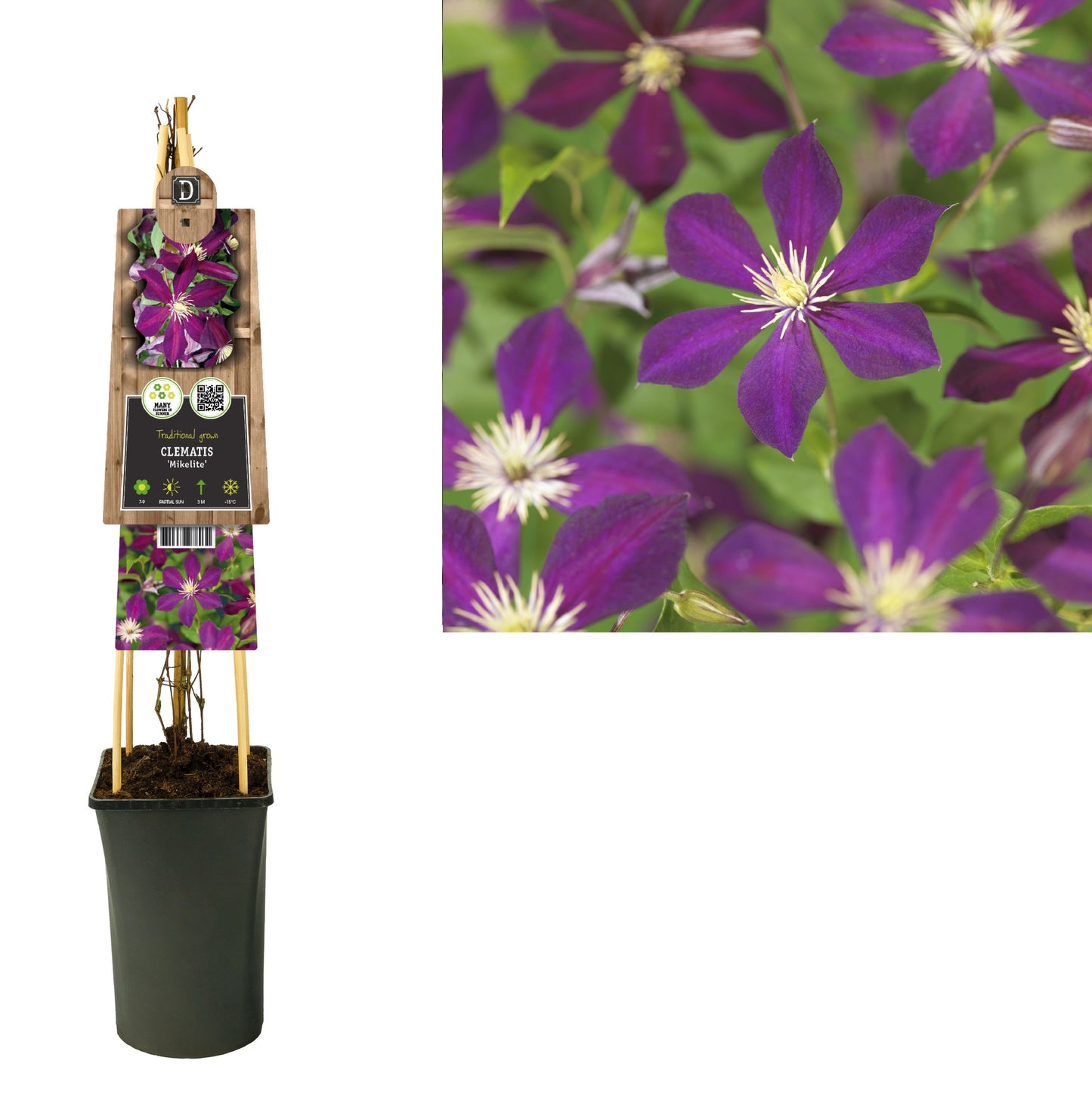 Clematis Mikelite 75cm 17cm Pot