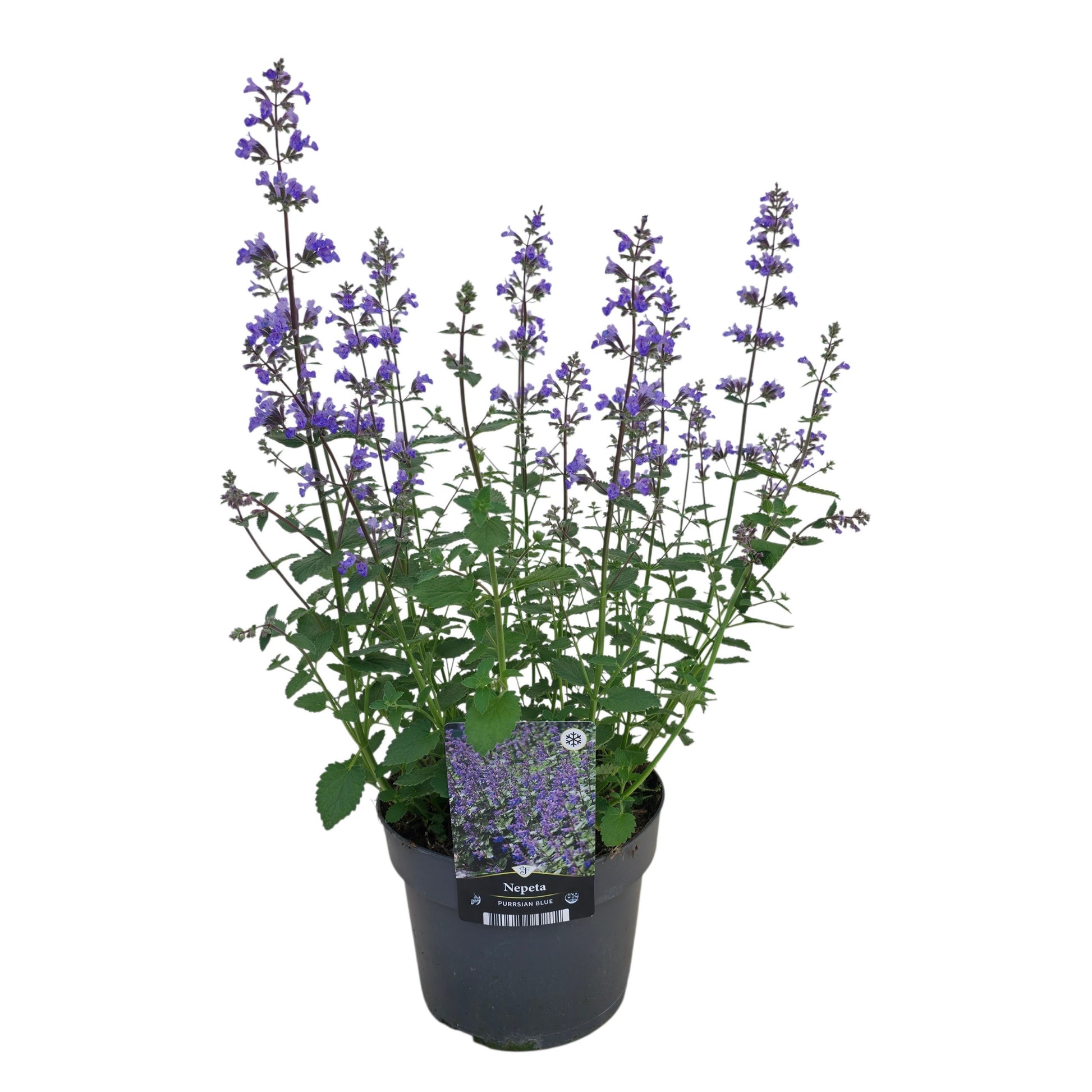 Nepeta faassenii 45cm 17cm Pot