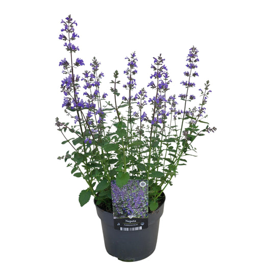 Nepeta faassenii 45cm 17cm Pot