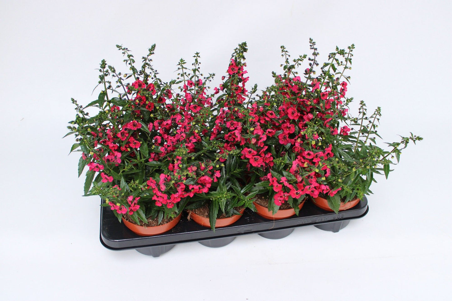 Angelonia Angelina Pink 35cm 13cm Pot