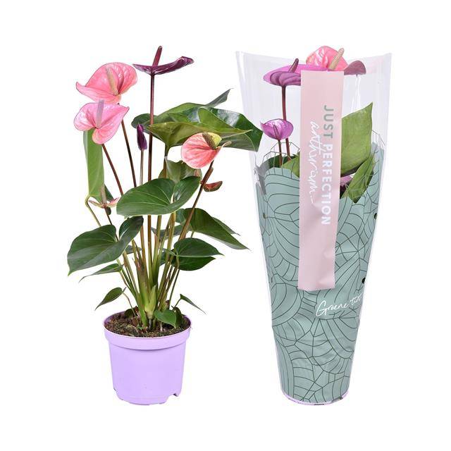 Groene Tint Anthurium Cavalli Pack of 7