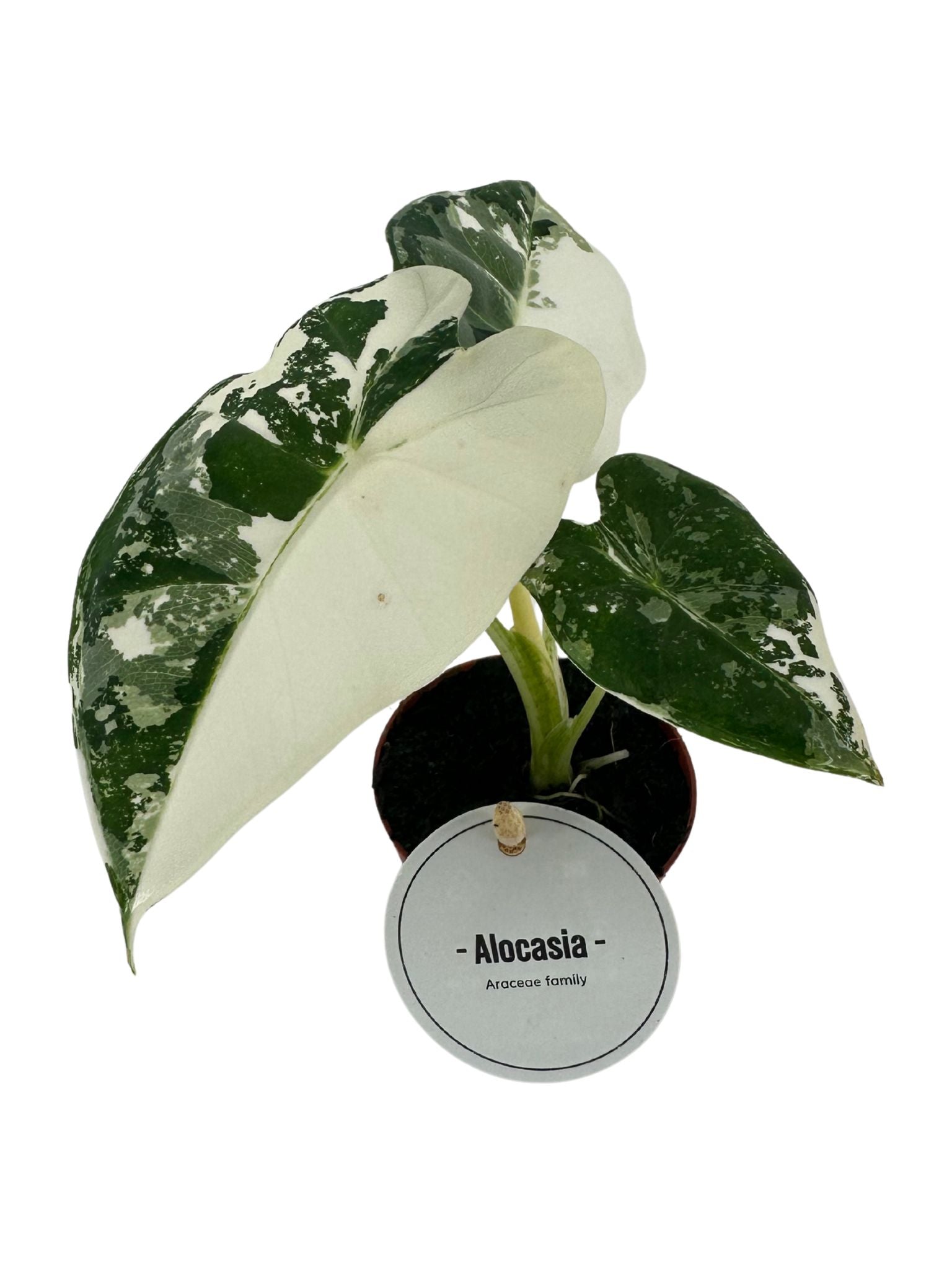 Alocasia Frydeck Variagata 10cm 6cm Pot
