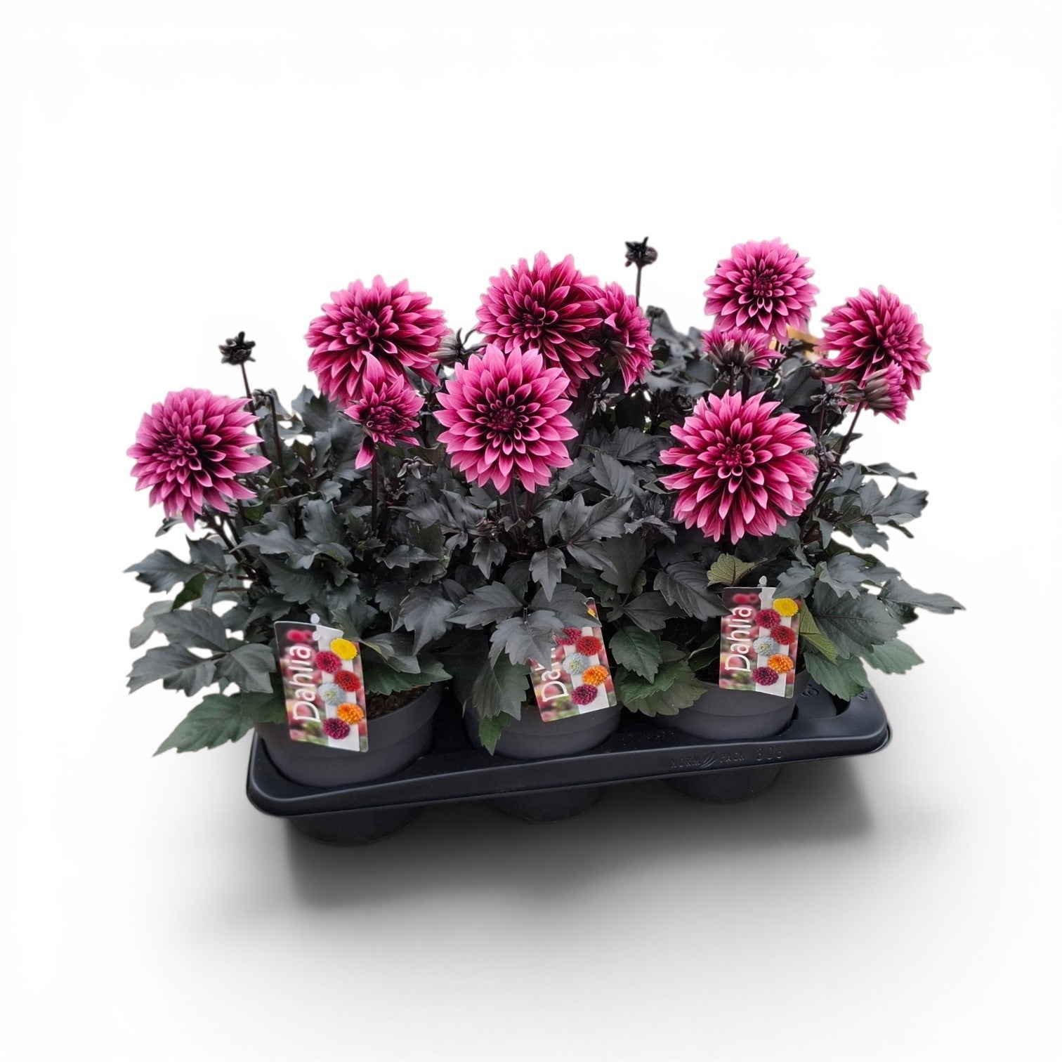 Dahlia Dalina Gardenetta Velvet Crush 40cm 17cm Pot