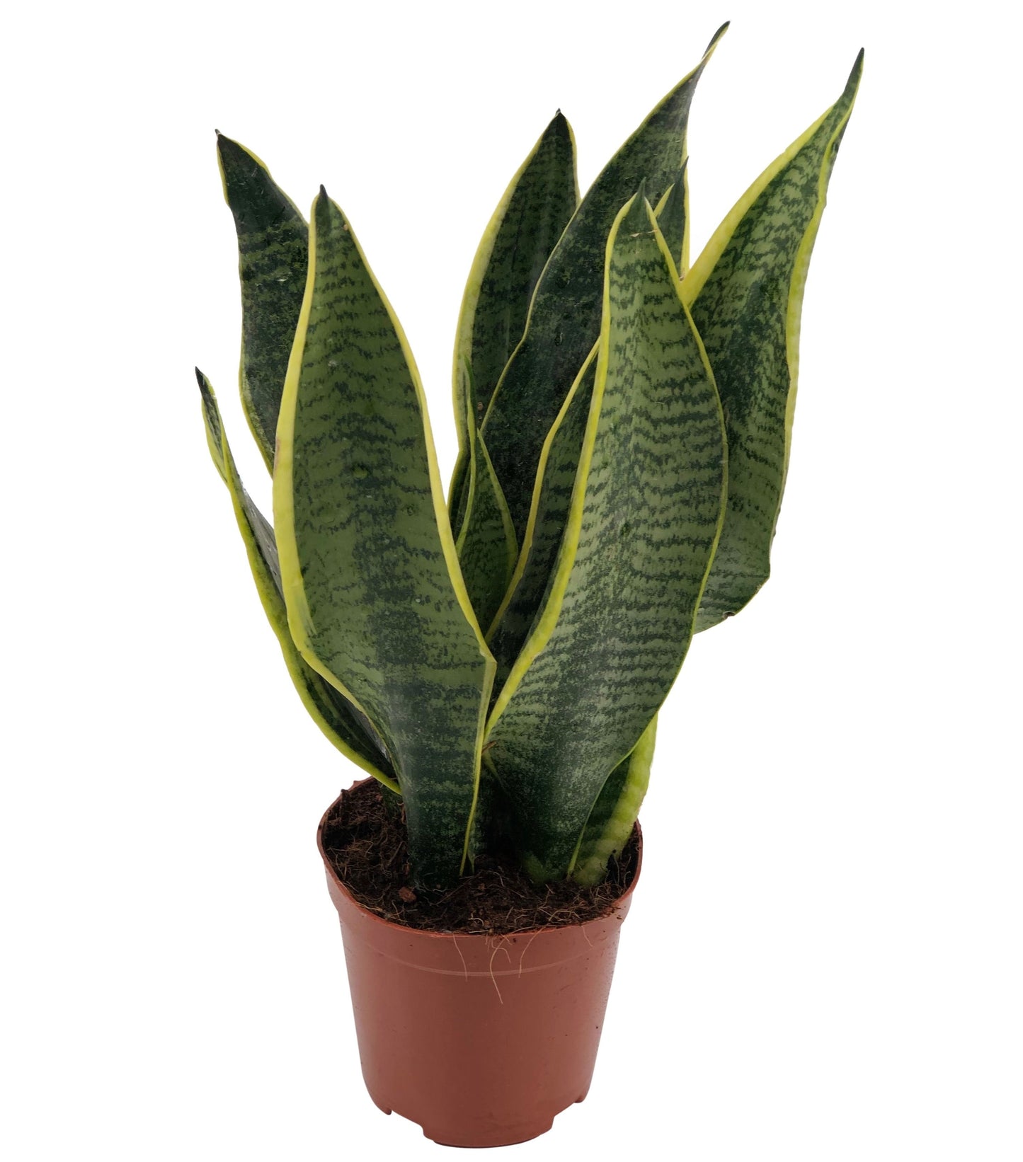 Growplant Sansevieria Futura Superba Pack of 10