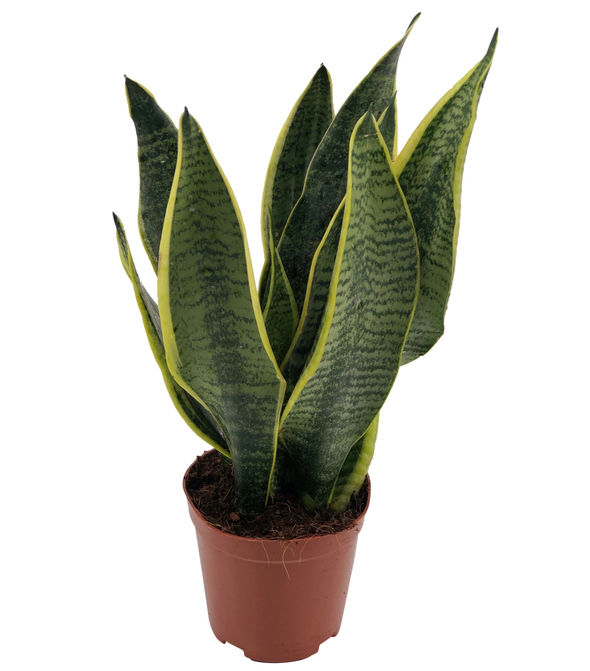 Growplant Sansevieria Futura Superba Pack of 10