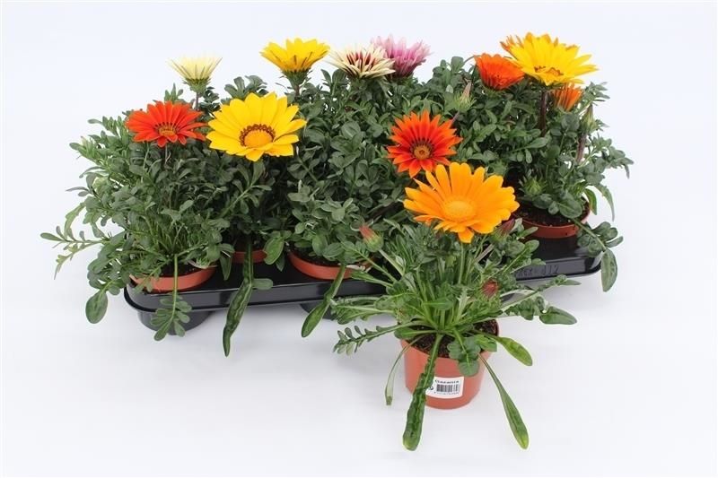 Gazania mix 17cm 510cm Pot